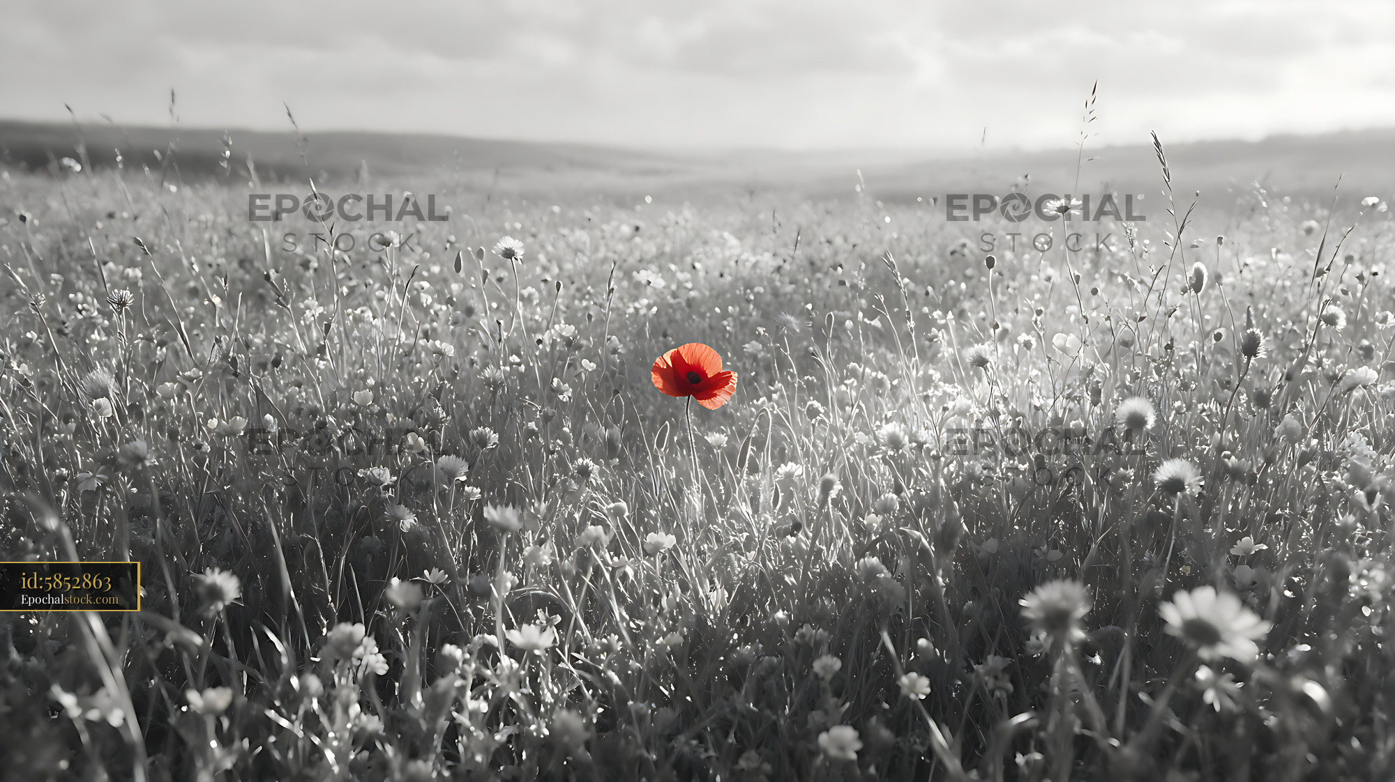 Watermarked full-resolution preview of Red poppy among white flowers in a field