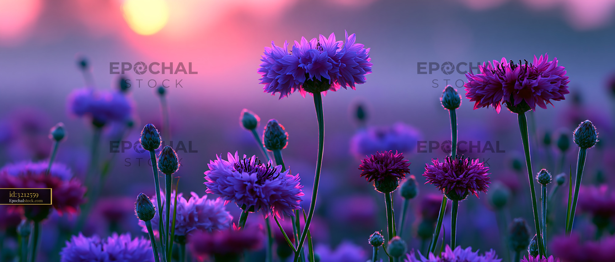 Watermarked full-resolution preview of Bright flowers blooming at sunset in a vibrant landscape