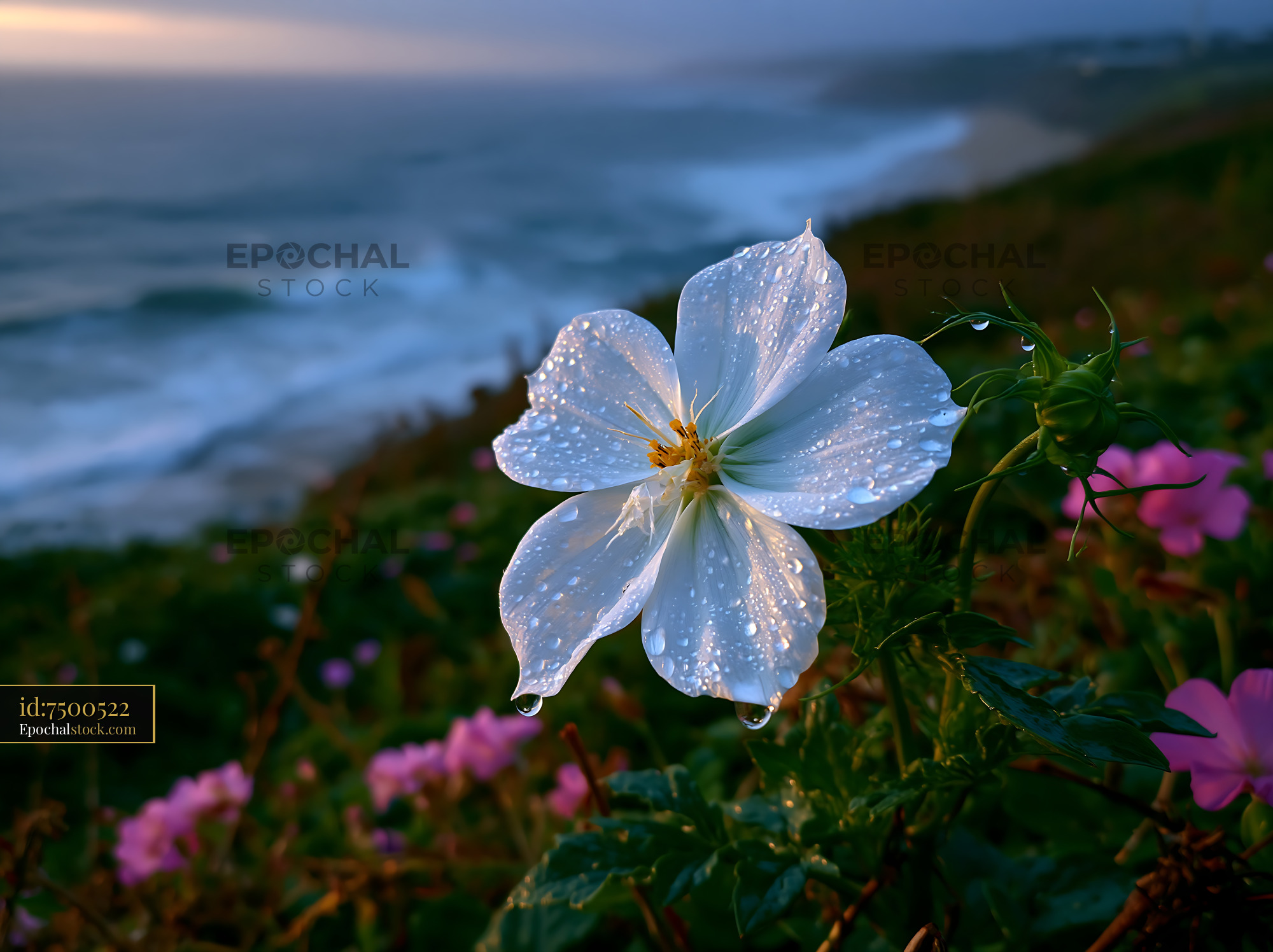 Watermarked full-resolution preview of Flower with water droplets by ocean at sunset