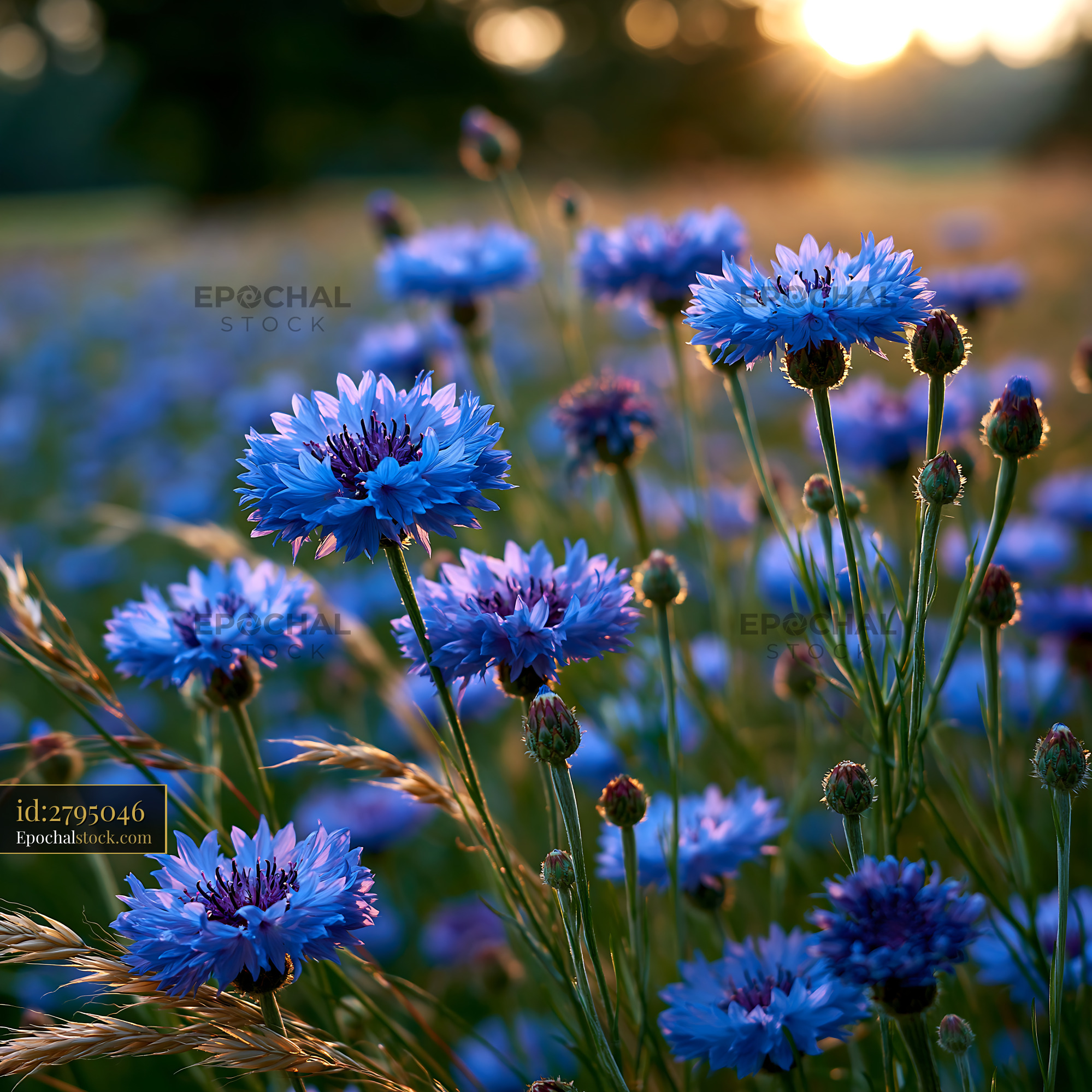 Blue Flowers Bloom in a Field During Sunset - stock photo