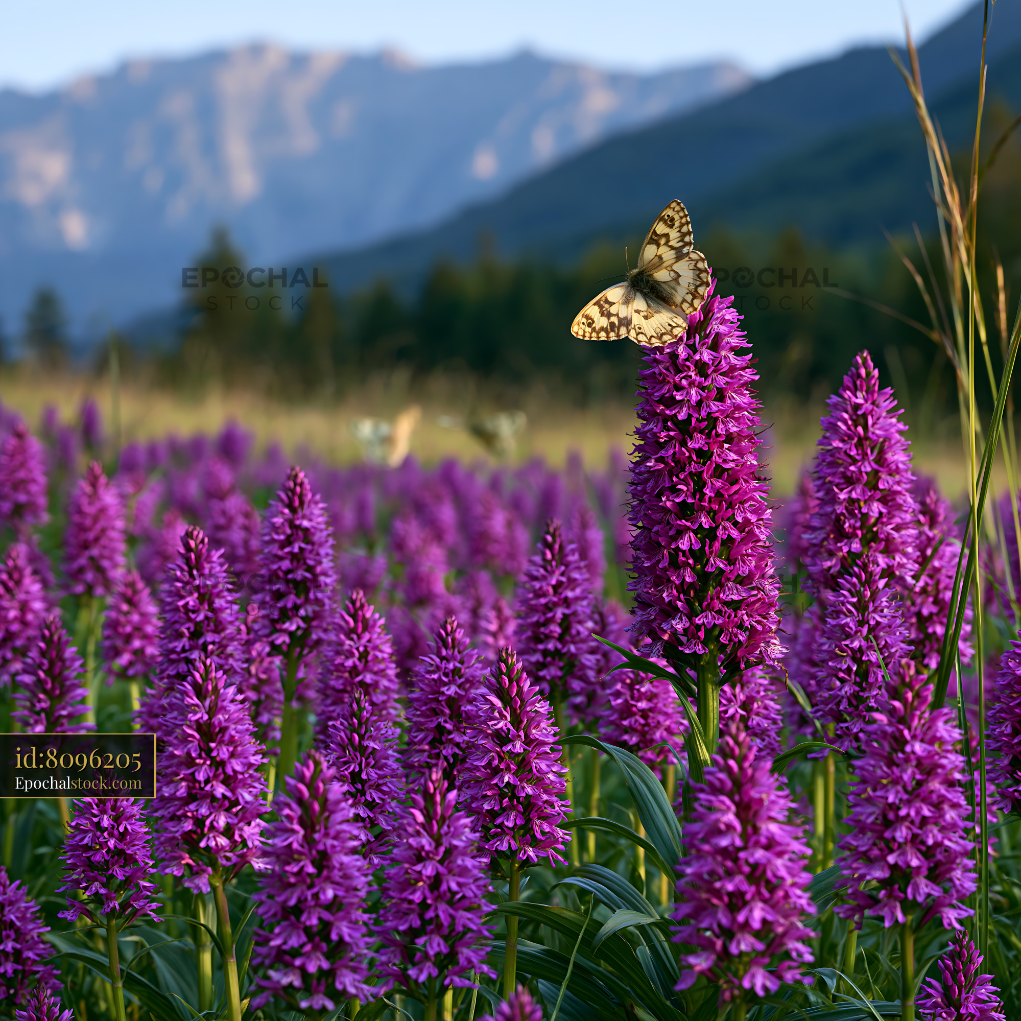 Watermarked full-resolution preview of Butterfly resting on purple flower in mountain meadow