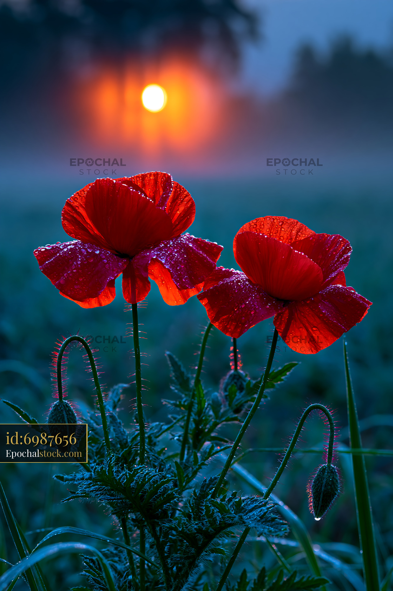 Watermarked full-resolution preview of Red poppies in dew at sunrise with fog in the background