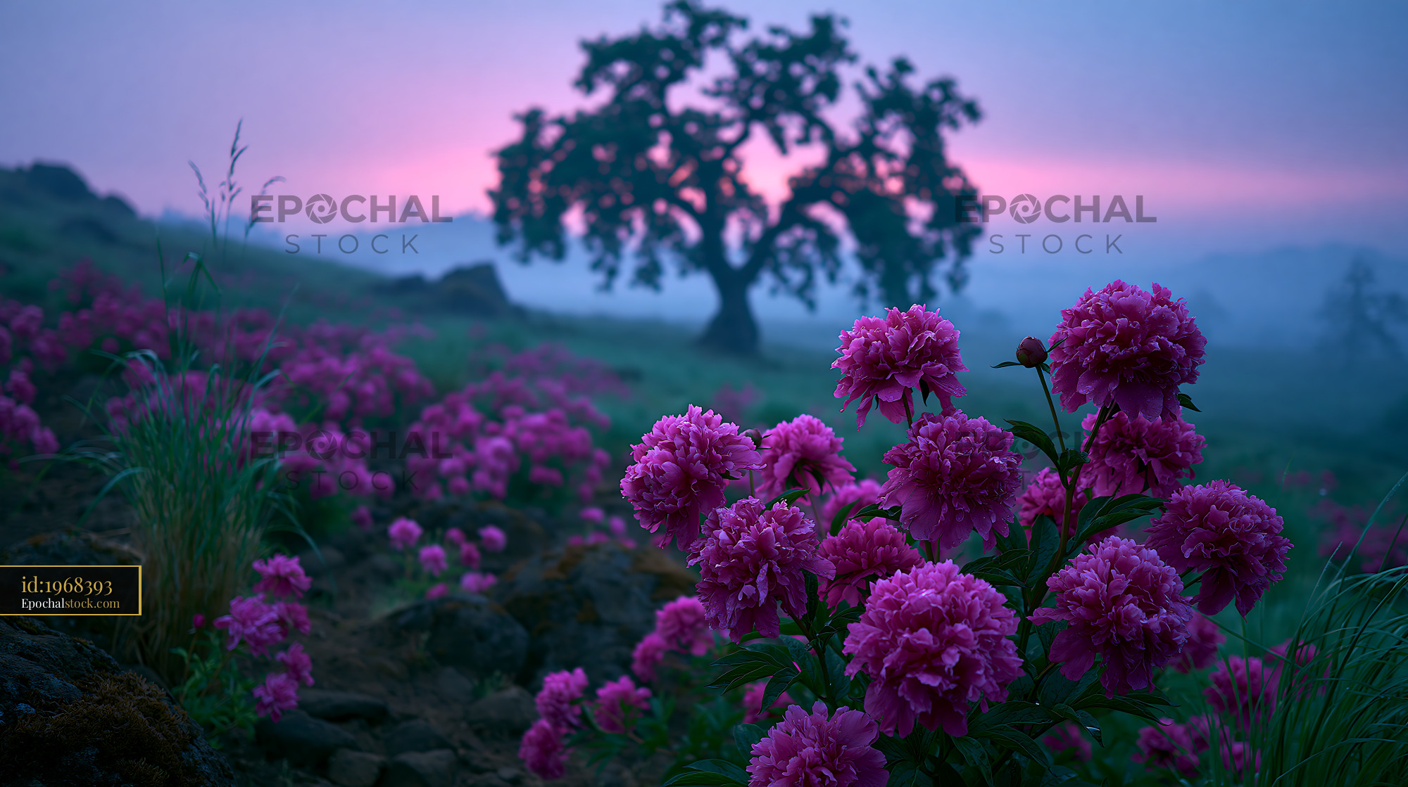 Watermarked full-resolution preview of Morning light on pink flowers with tree in the background