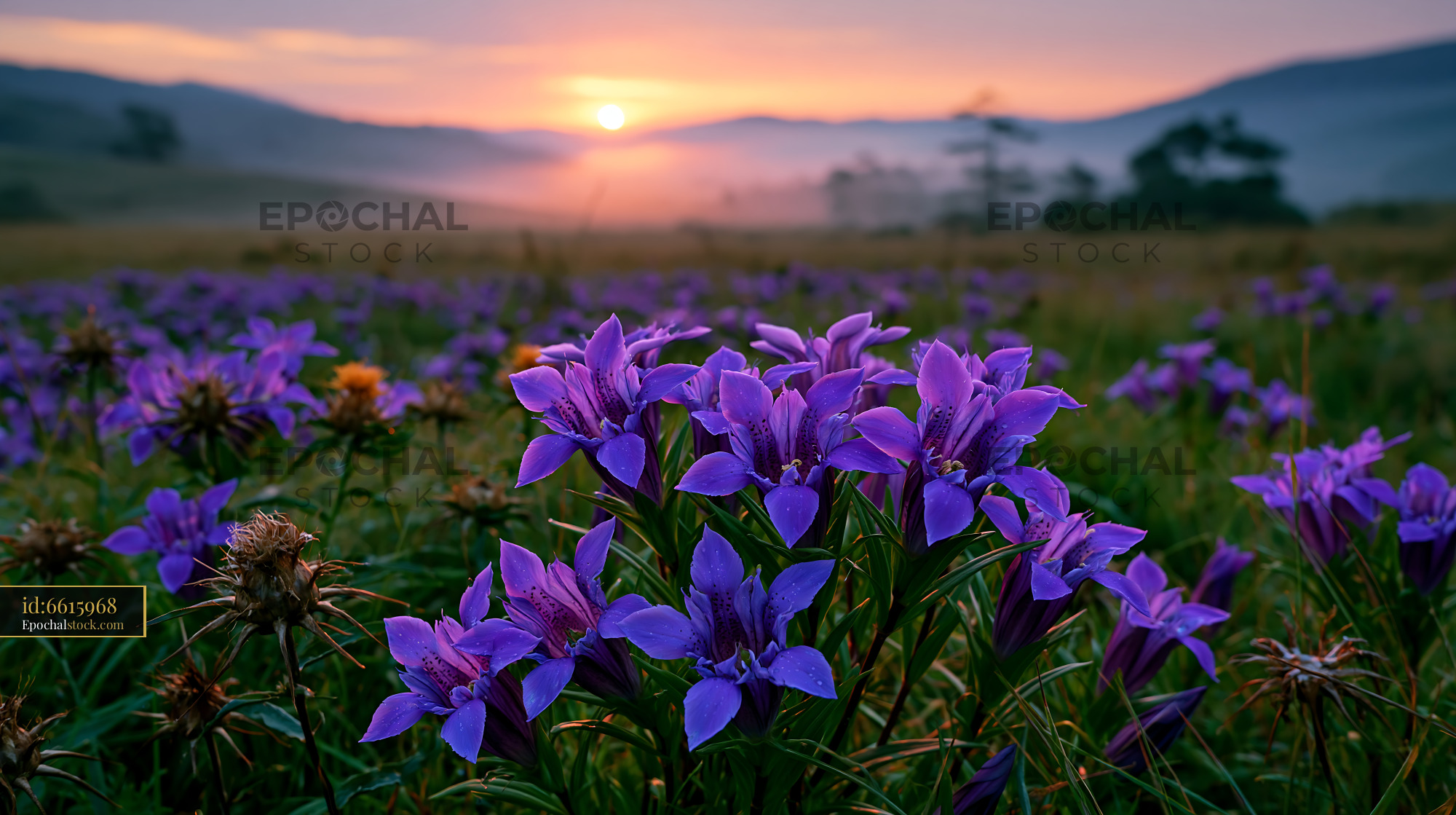 Watermarked full-resolution preview of A field filled with purple flowers stretches towards the horizon