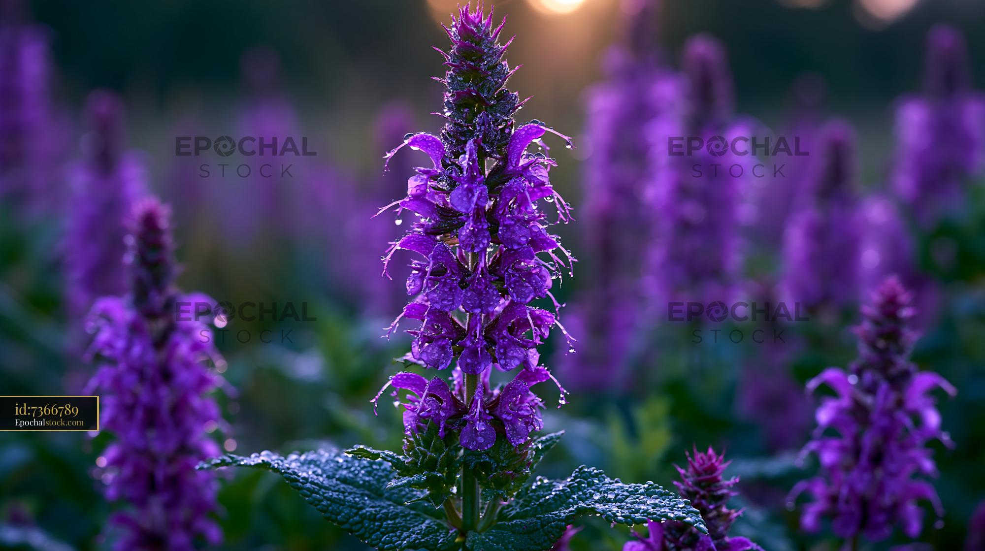 Watermarked full-resolution preview of Purple flowers in a field at sunset with dew droplets