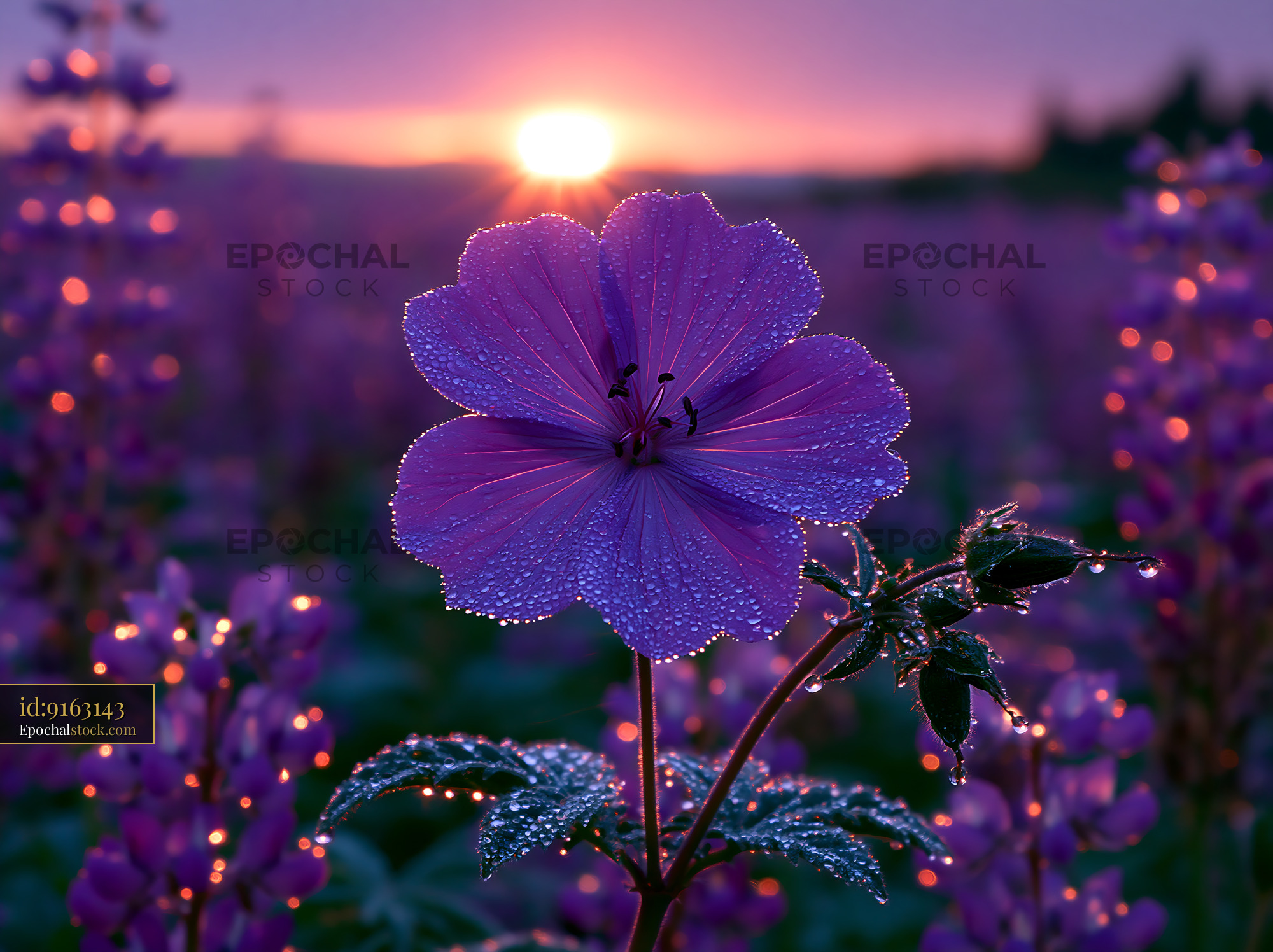 Watermarked full-resolution preview of Flower with dew at sunrise in a purple field