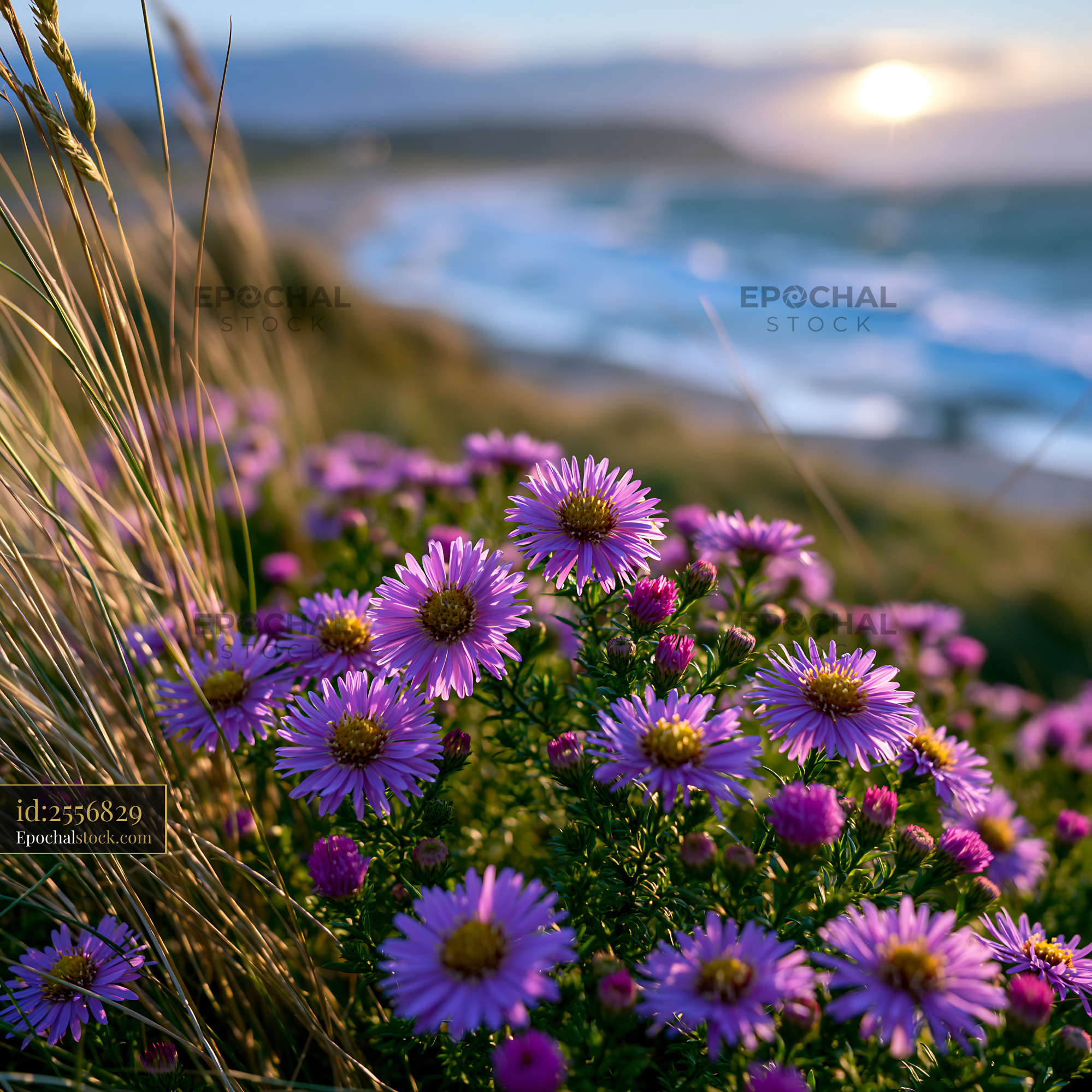 Purple Flowers Growing Near the Beach at Sunset - stock photo