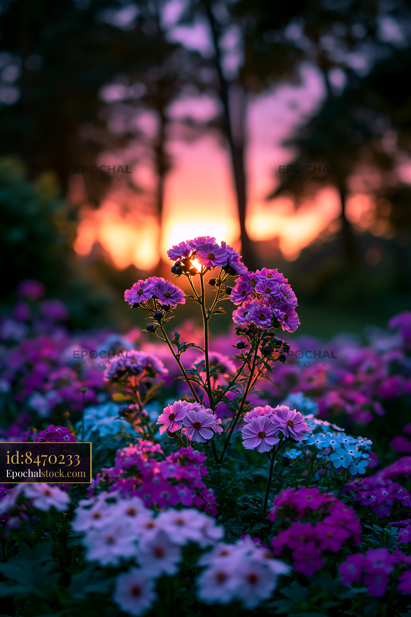 Watermarked full-resolution preview of Colorful flowers in garden during sunset