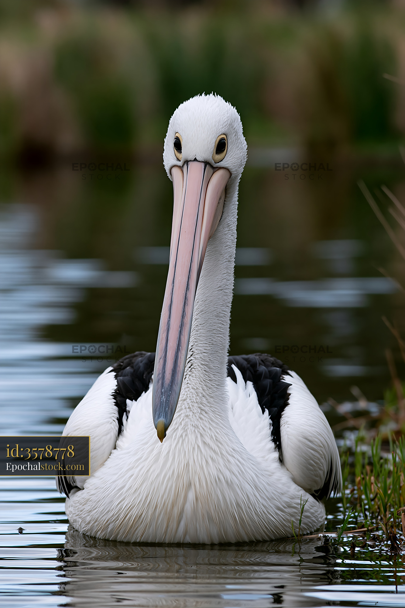 Watermarked full-resolution preview of Close-up Australian pelican floating in lagoon water