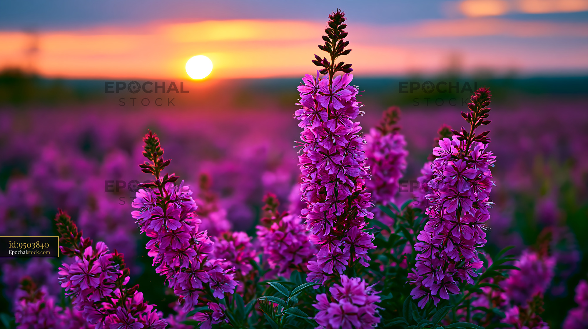 Watermarked full-resolution preview of Purple flowers bloom at sunset in a scenic open field