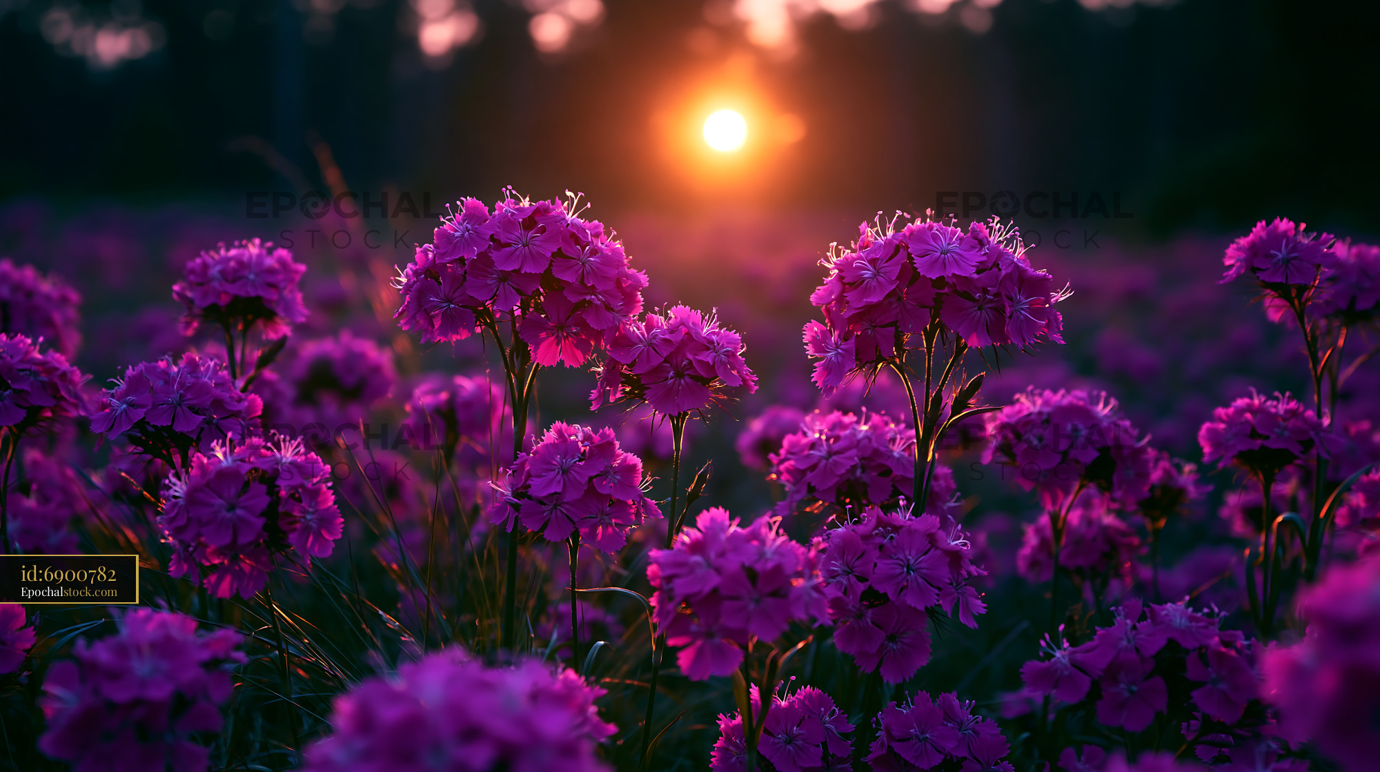 Watermarked full-resolution preview of Sunset over a field of blooming purple flowers