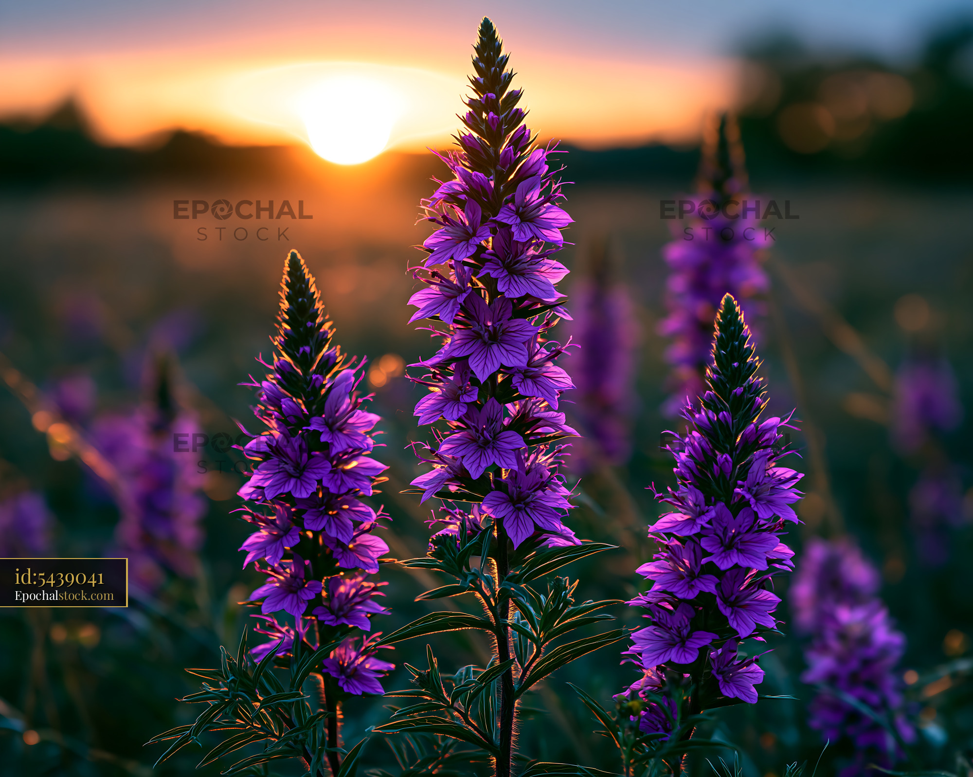 Watermarked full-resolution preview of Purple flowers bloom under sunset sky