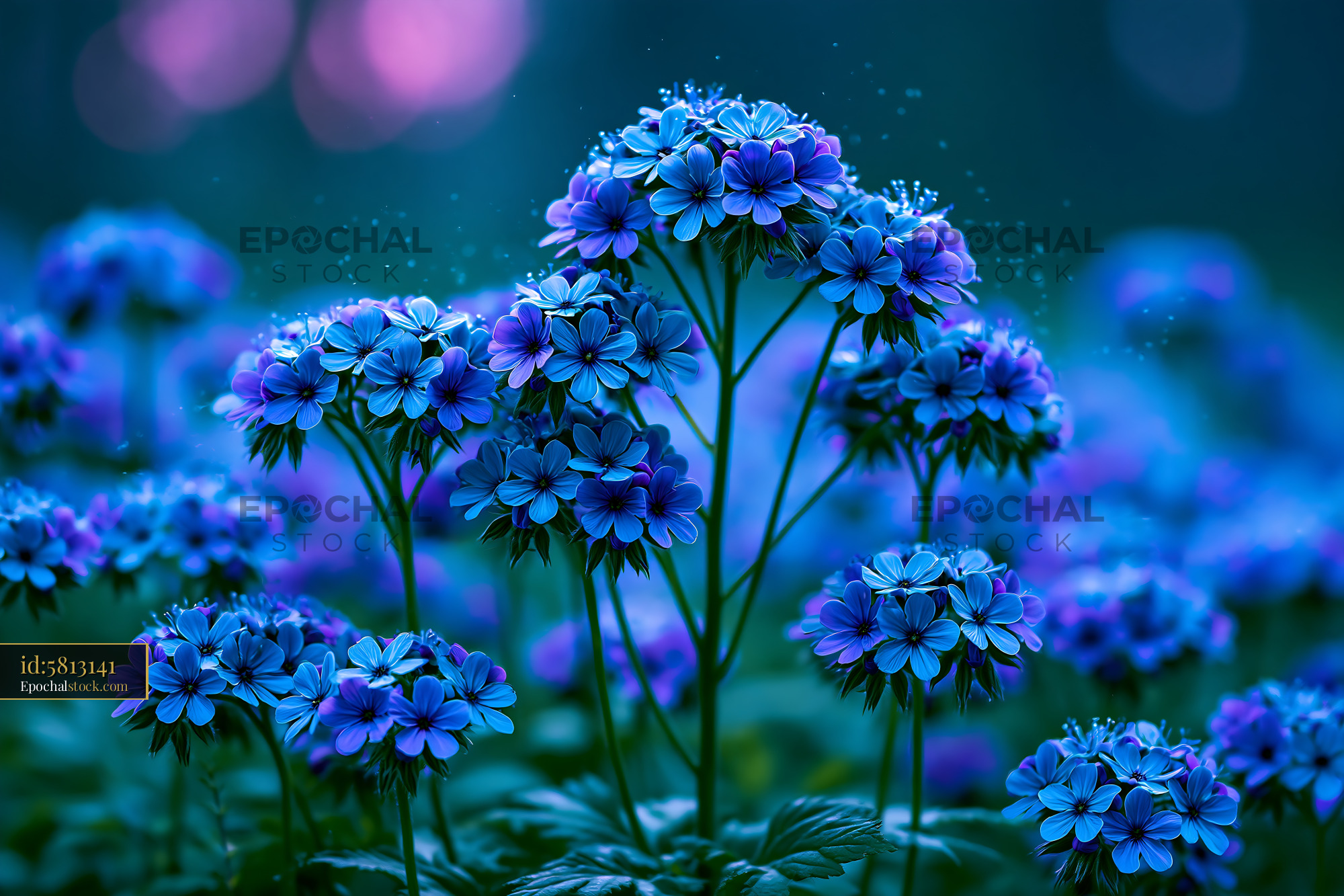 Watermarked full-resolution preview of Vibrant blue flowers in a garden during twilight