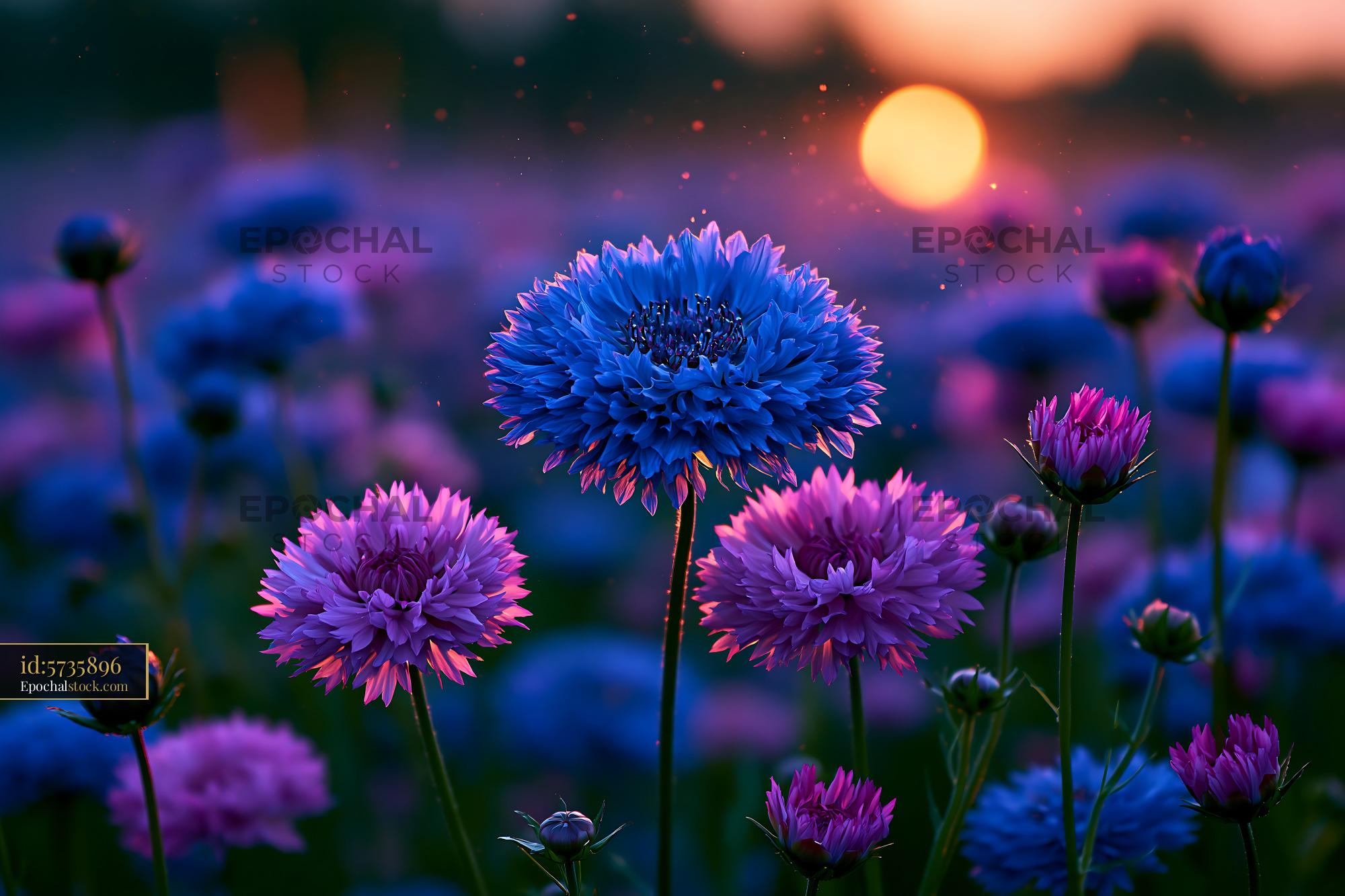 Flowers Bloom in Purple and Blue Under Sunset Light - stock photo
