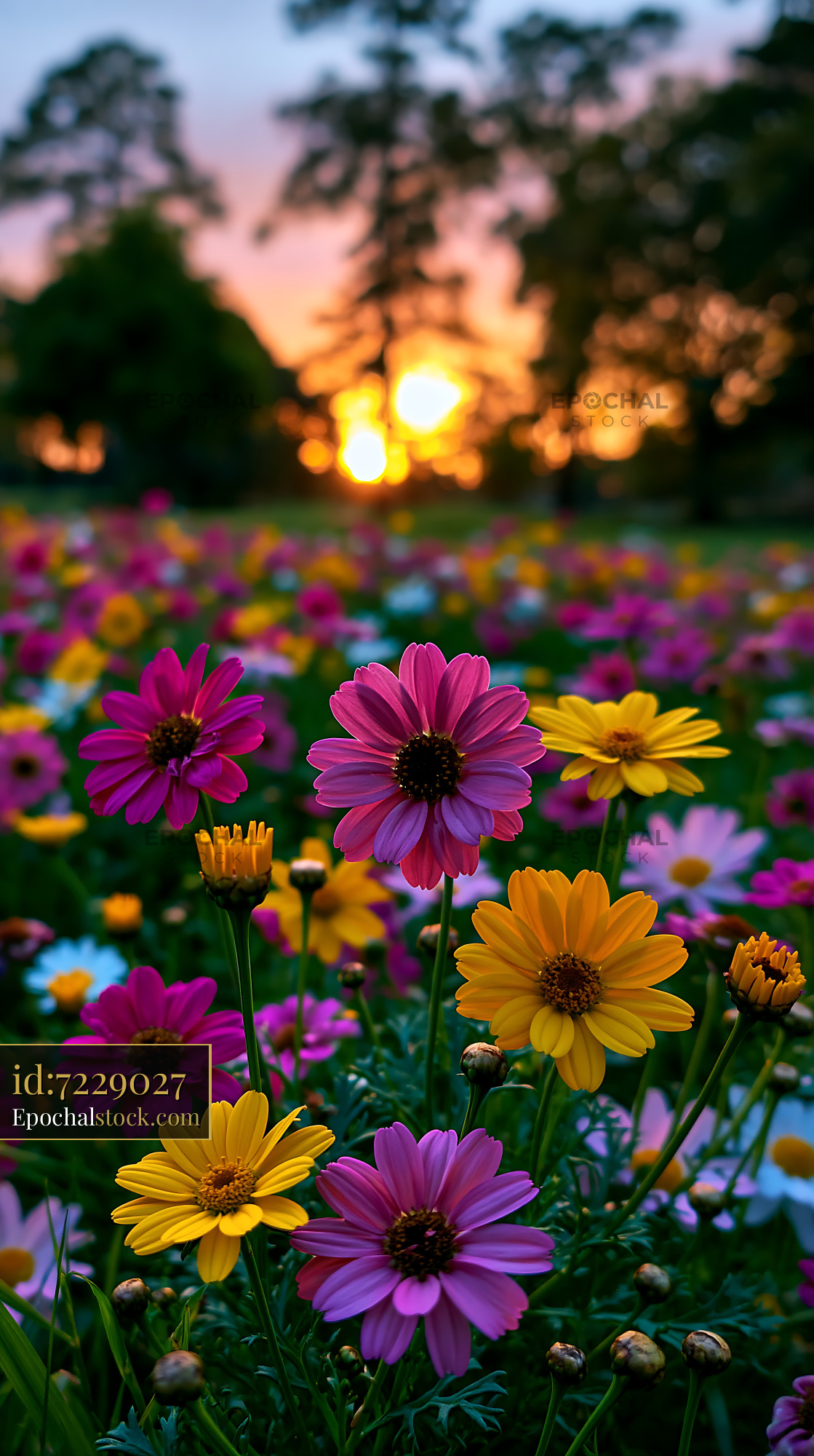 Watermarked full-resolution preview of Colorful flowers in a field at sunset