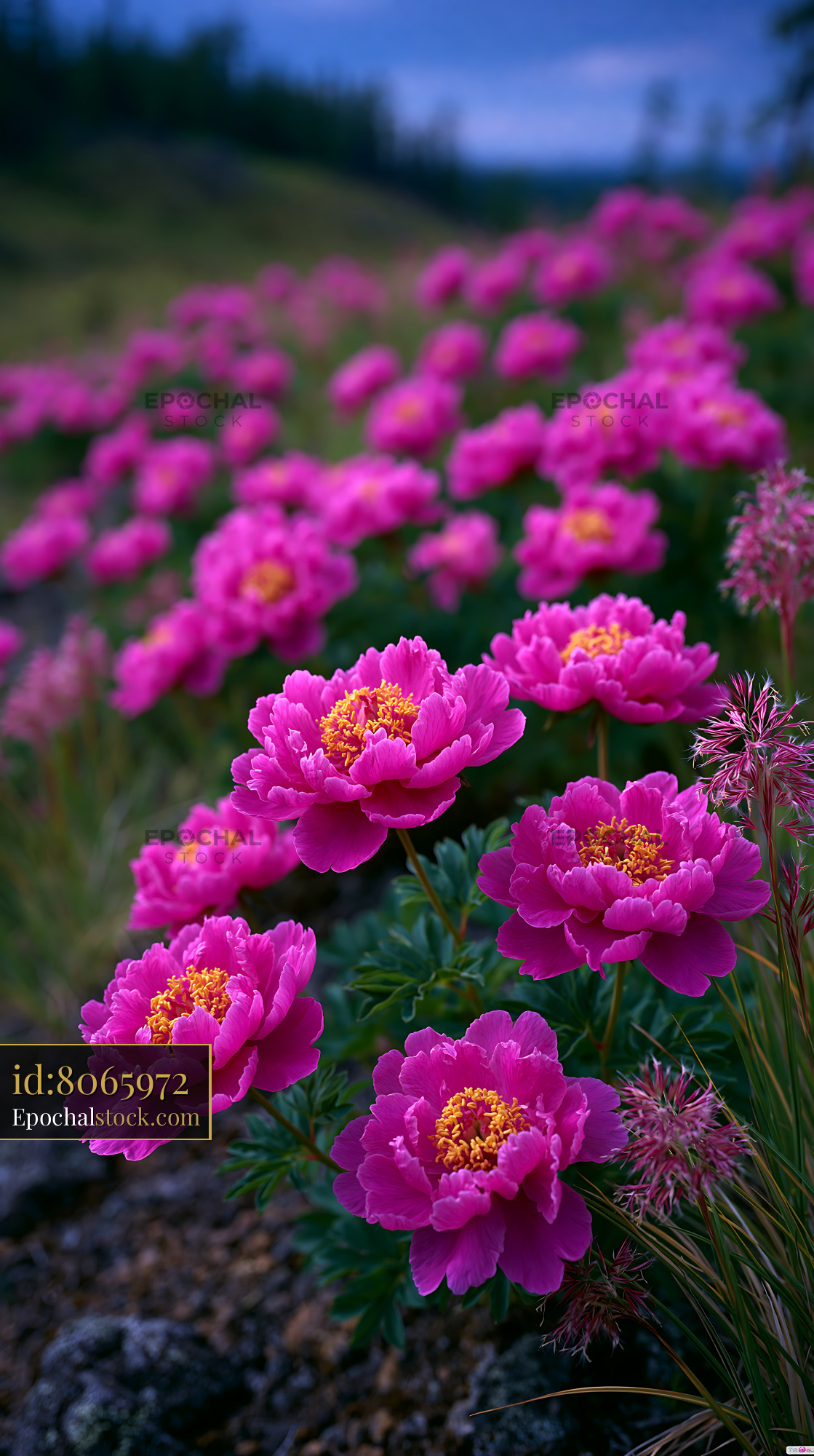 Watermarked full-resolution preview of Vibrant pink flowers blooming in a lush garden setting