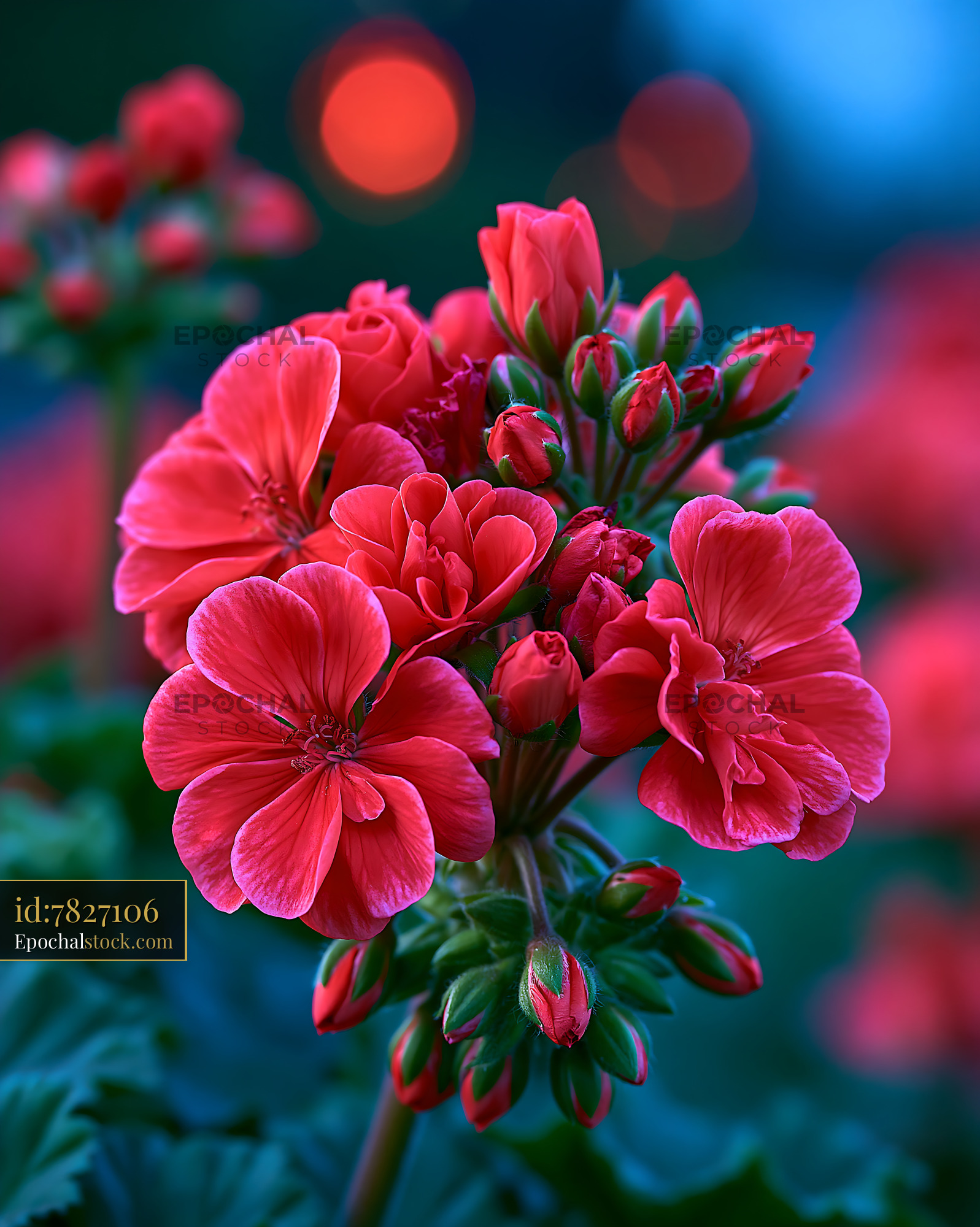 Watermarked full-resolution preview of Bright red geranium flowers blooming in garden at dusk