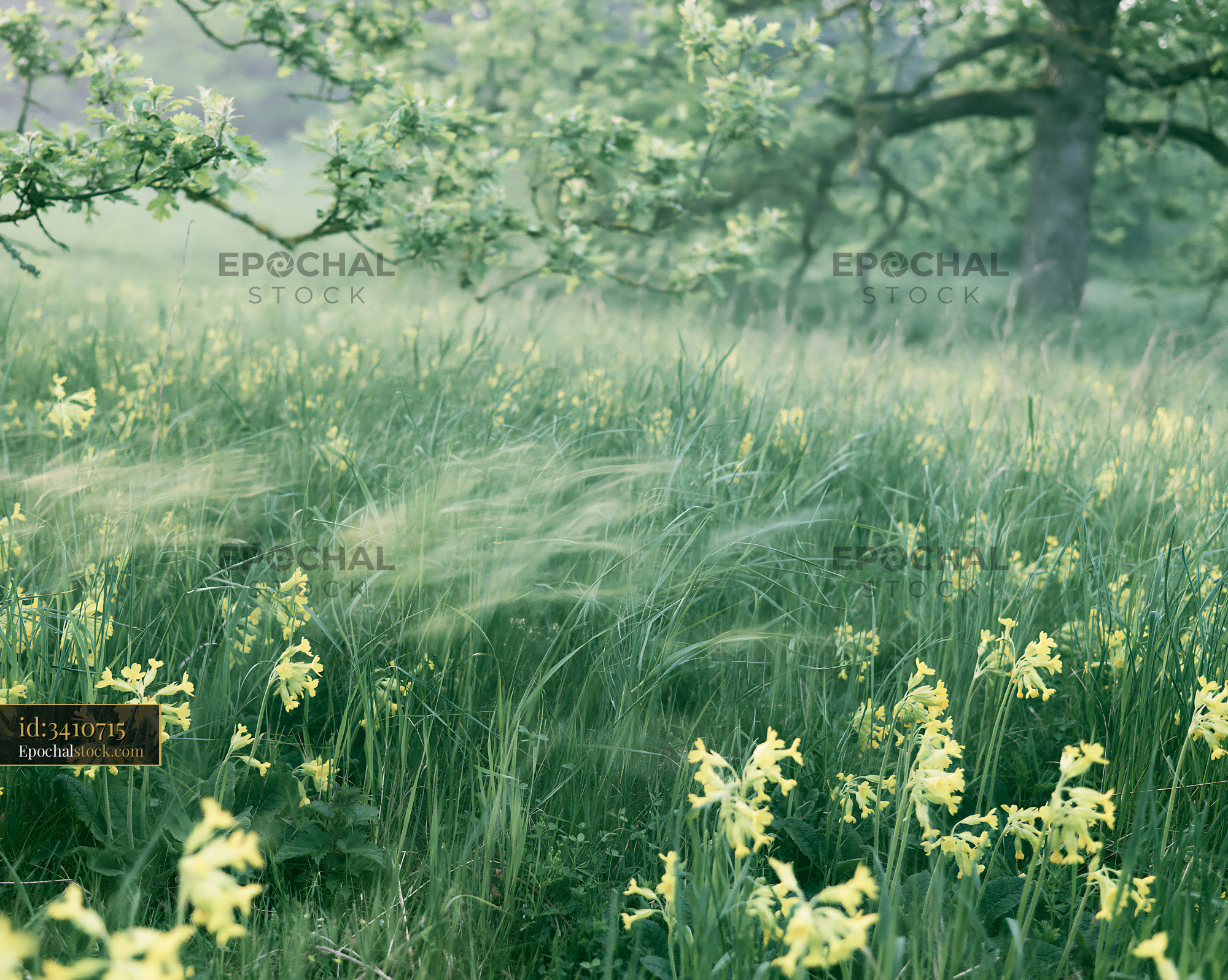 Watermarked full-resolution preview of Yellow flowers in green grass field under tree branches