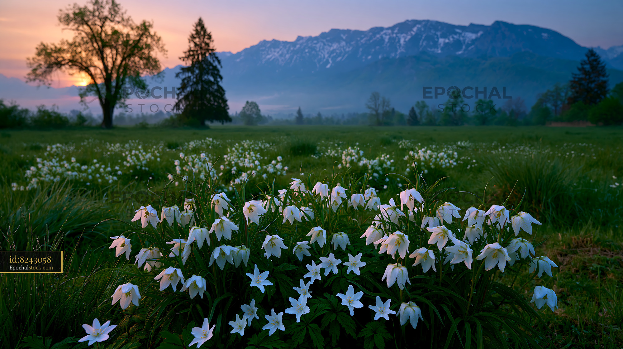 Watermarked full-resolution preview of Flowers bloom in a field near mountains at sunrise