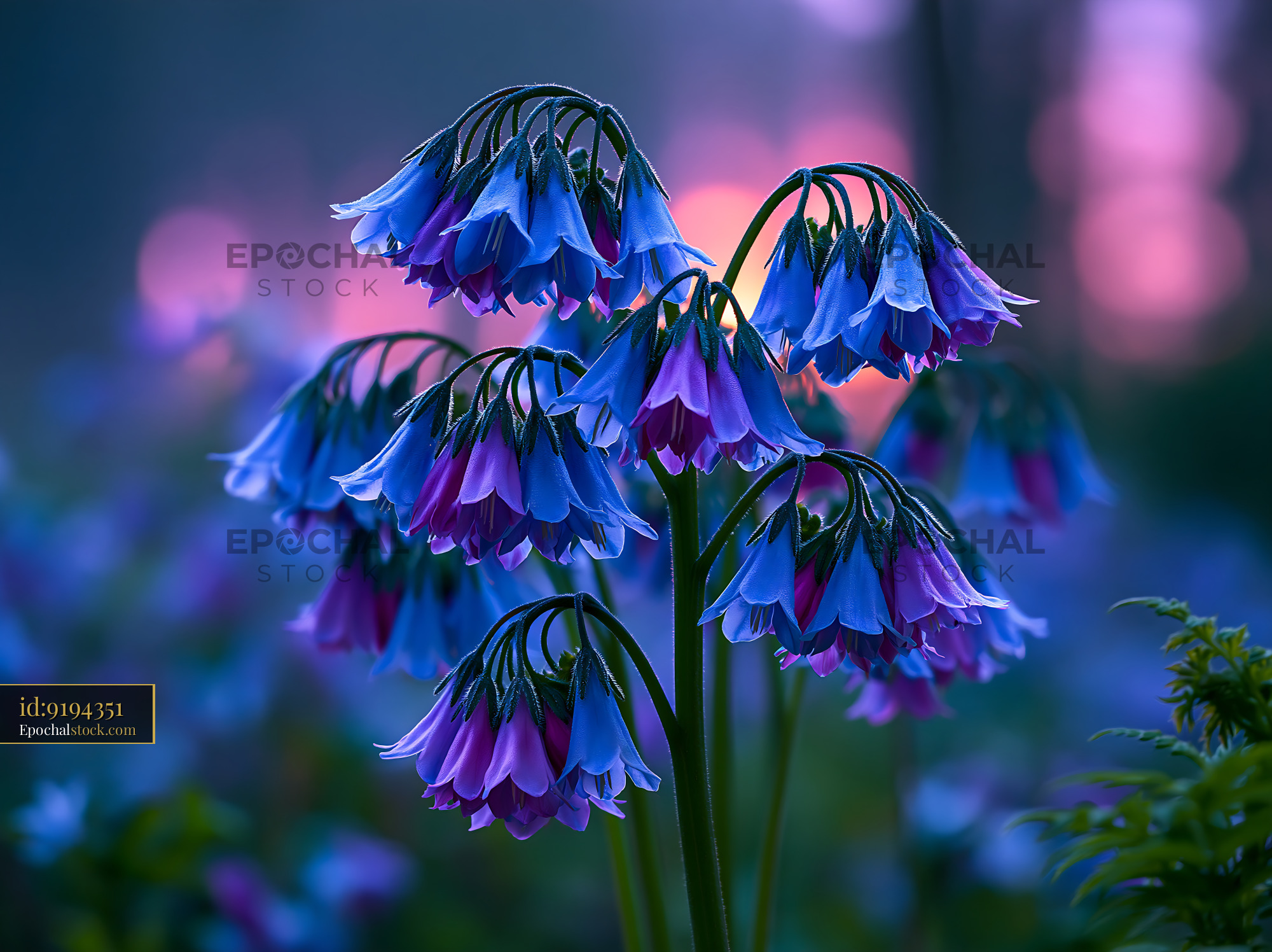 Blue and Pink Flowers Bloom in the Garden at Dusk - stock photo