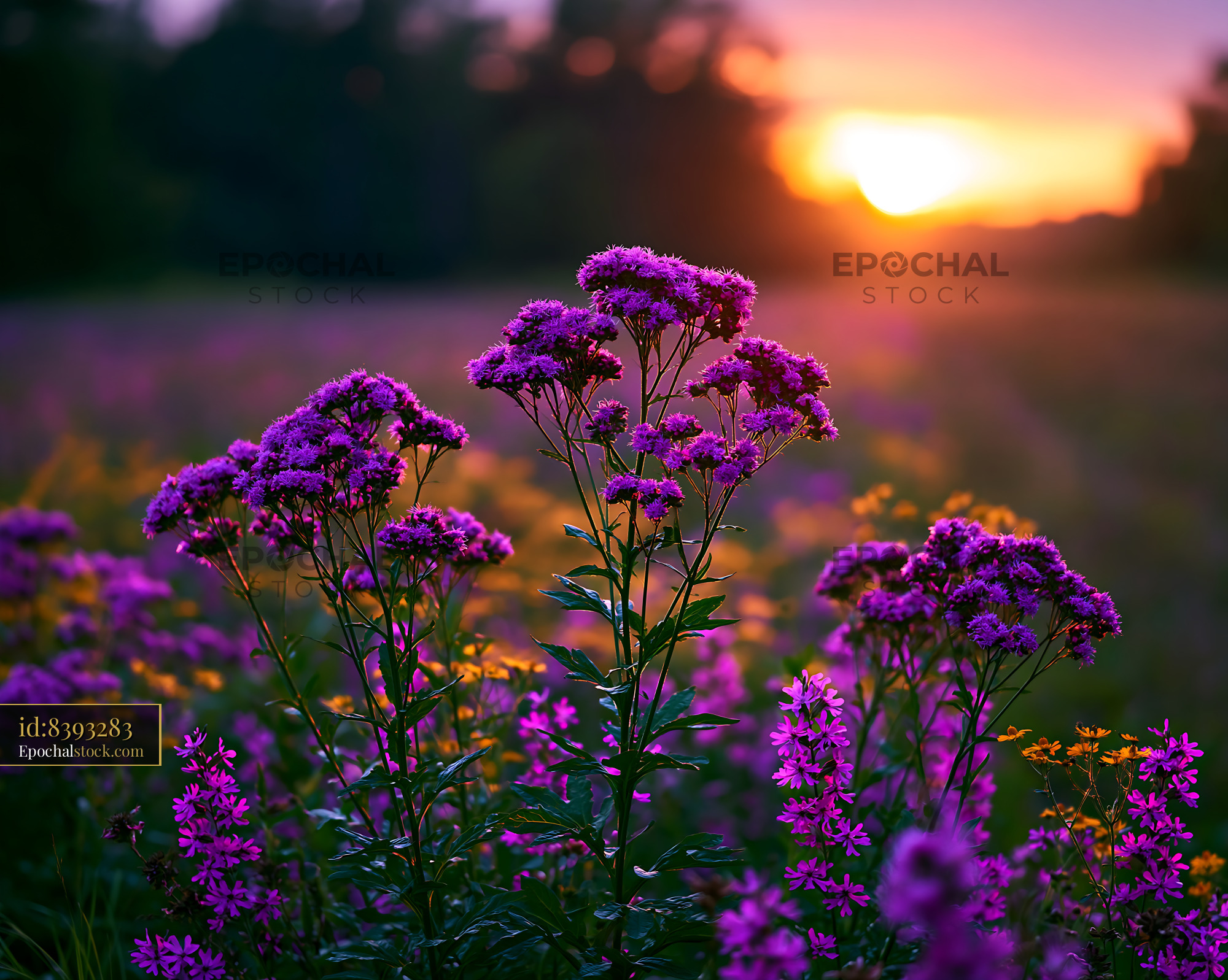 Watermarked full-resolution preview of Purple flowers bloom in a field during sunset
