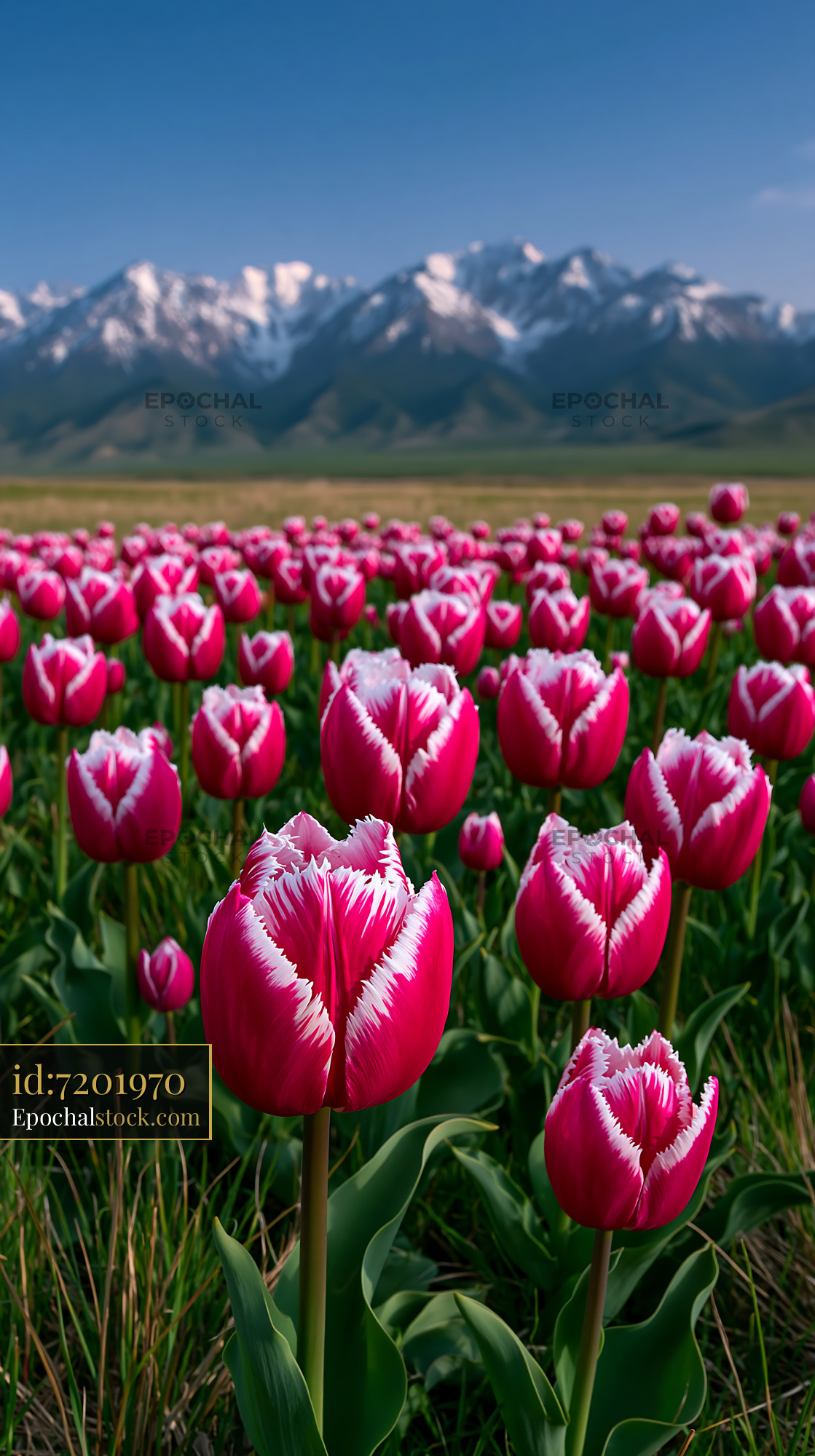 Watermarked full-resolution preview of Colorful tulip field with mountains in the background during daylight