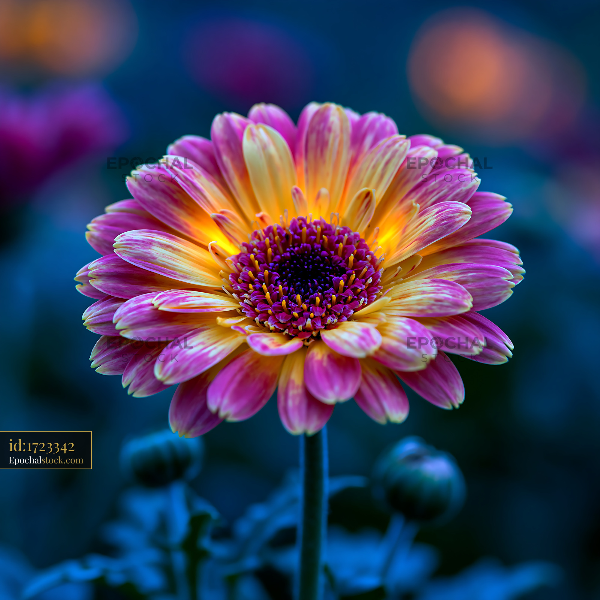 Flower Blooms in Garden Showing Vibrant Colors and Details - stock photo
