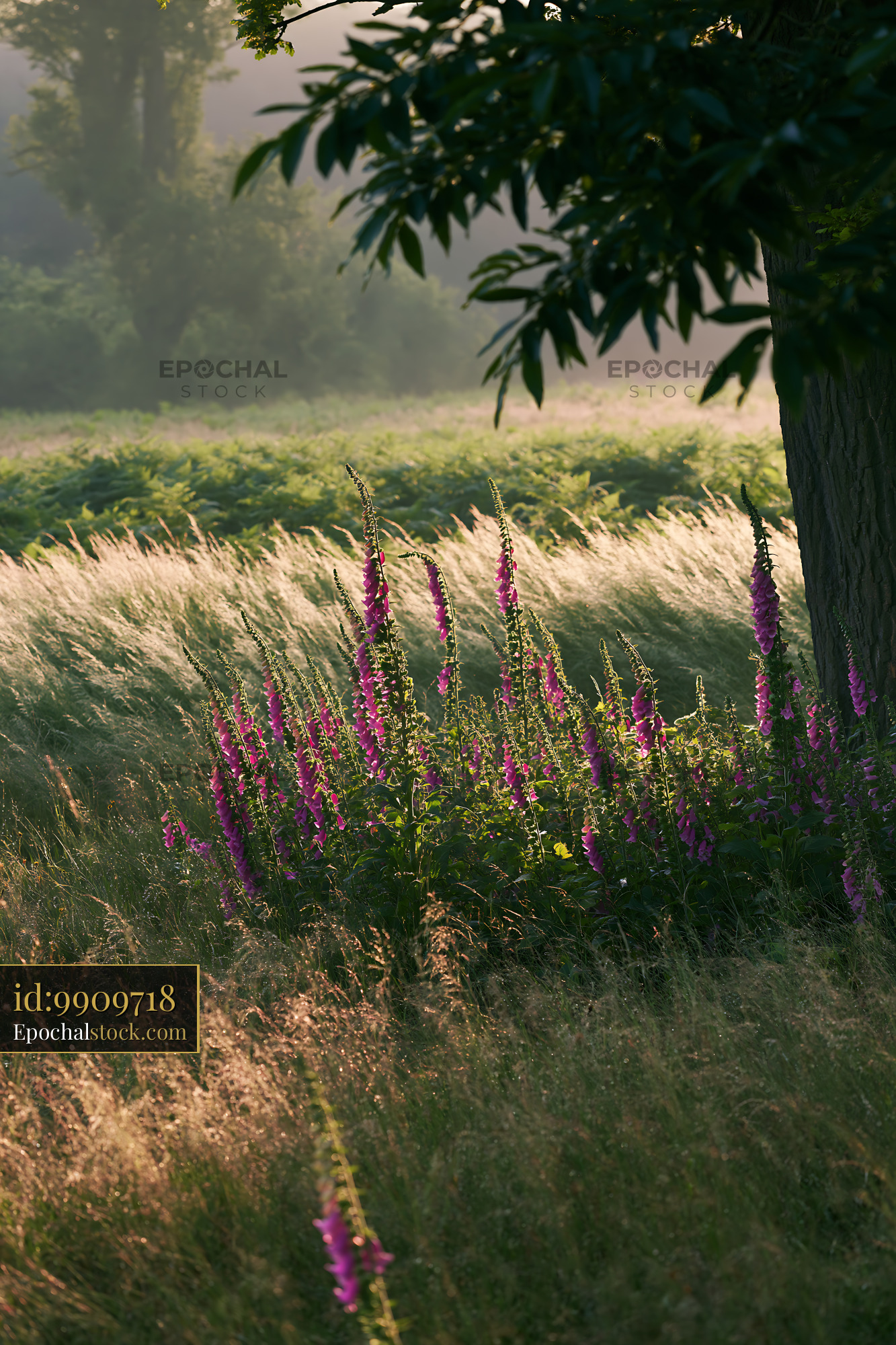 Foxglove Blooms in Meadow Under Soft Morning Light - stock photo