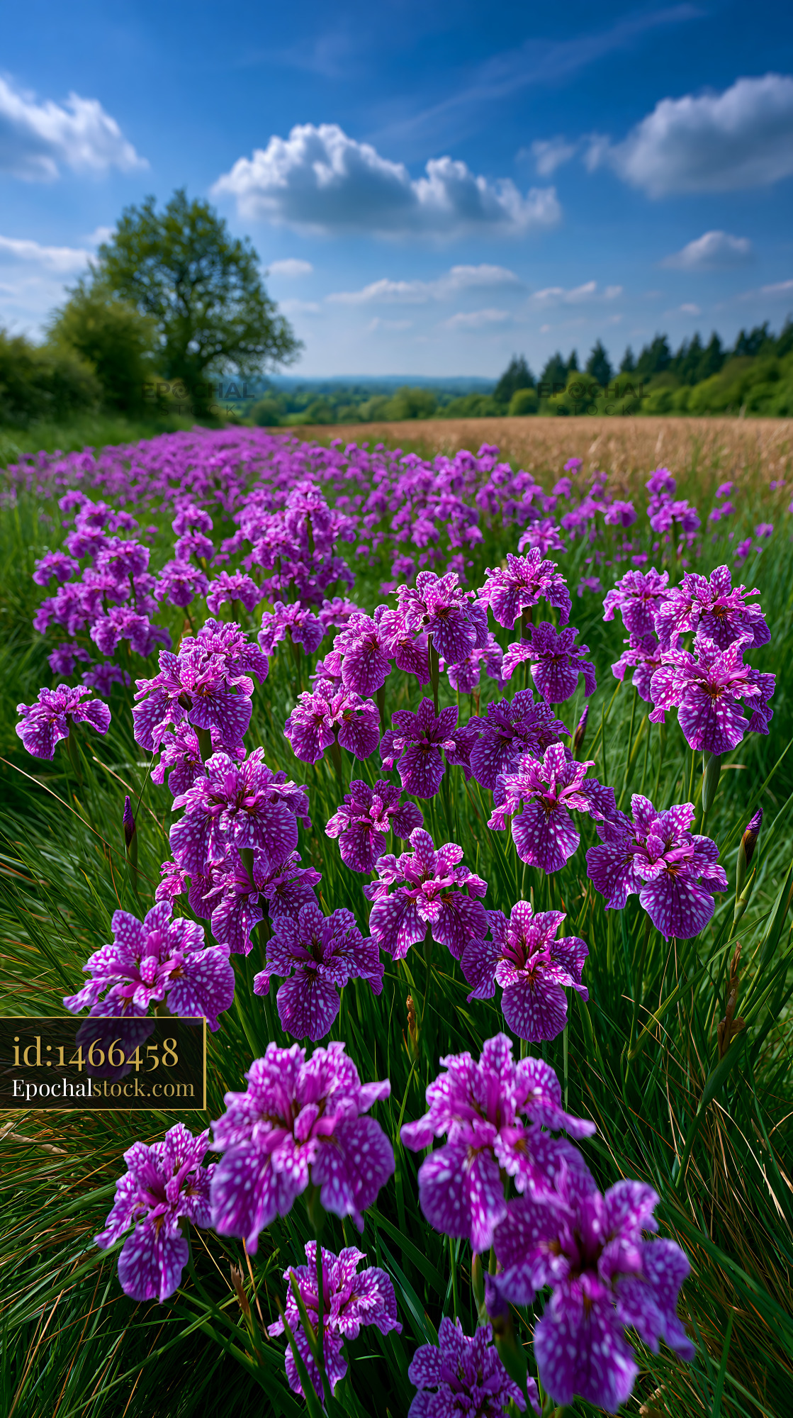 Watermarked full-resolution preview of Purple flowers bloom in a field under a blue sky