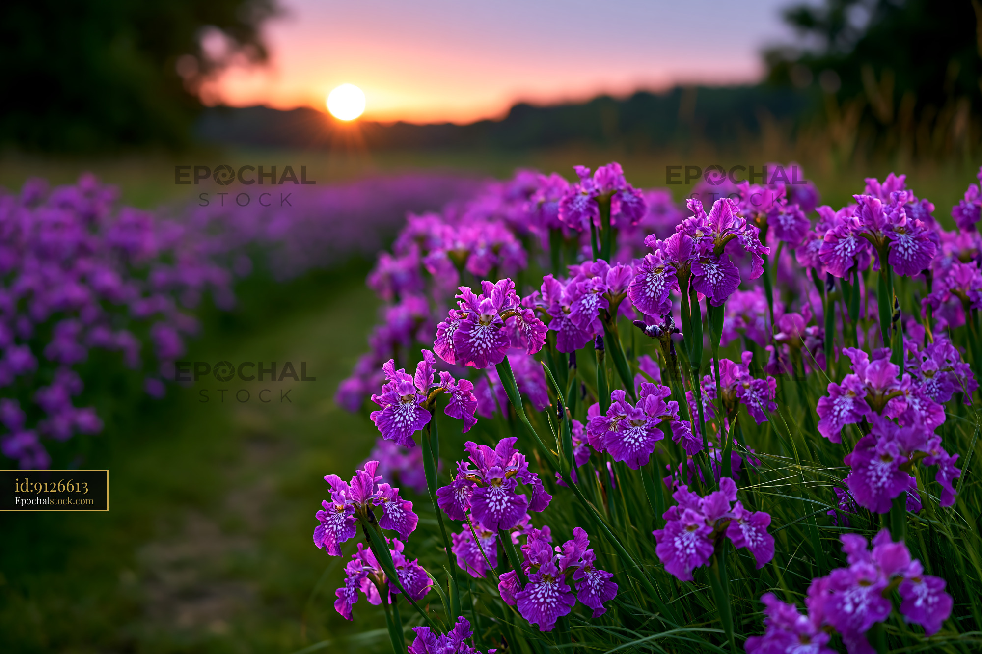 Watermarked full-resolution preview of Vibrant field of purple flowers at sunset in a natural setting