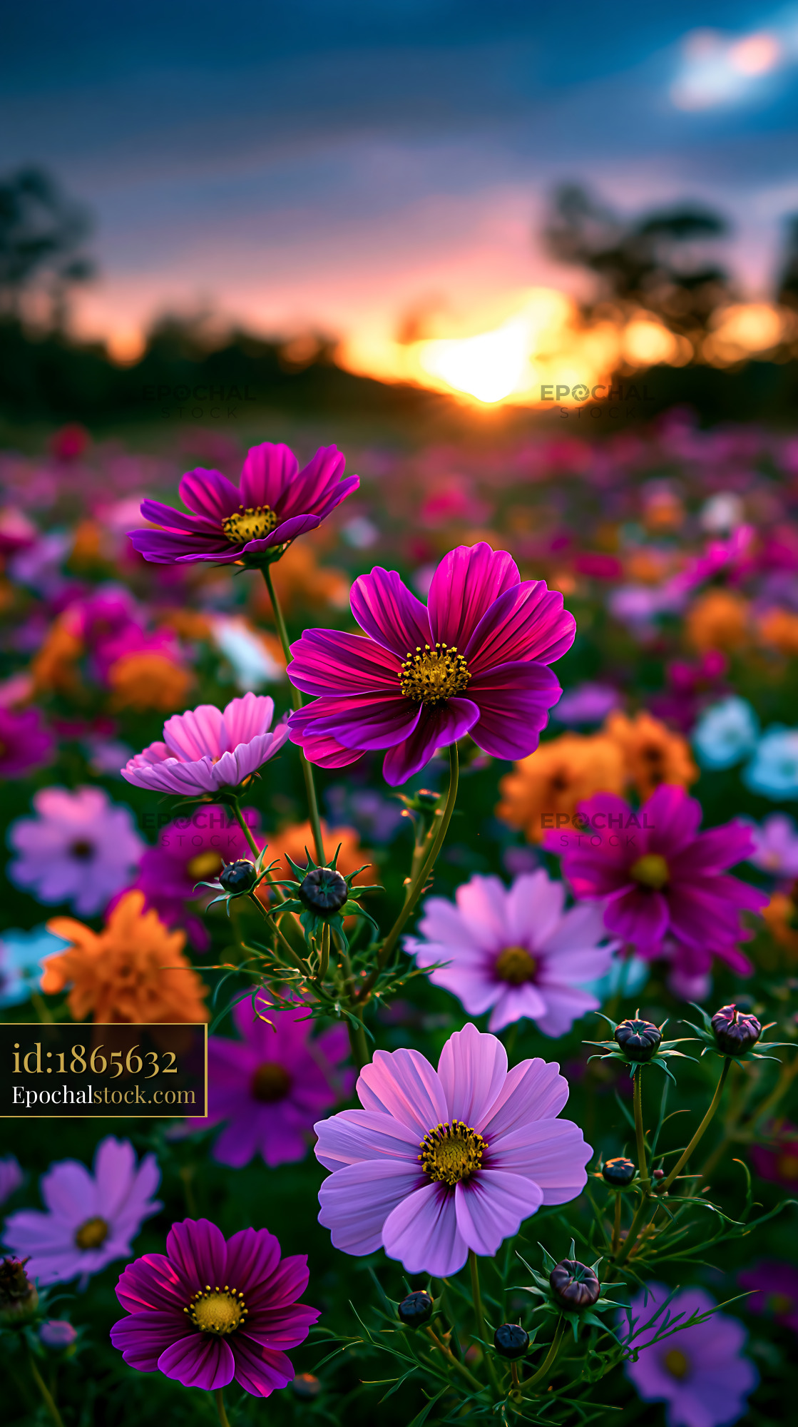 Flowers Bloom in a Vibrant Field at Sunset With Colorful Petals - stock photo