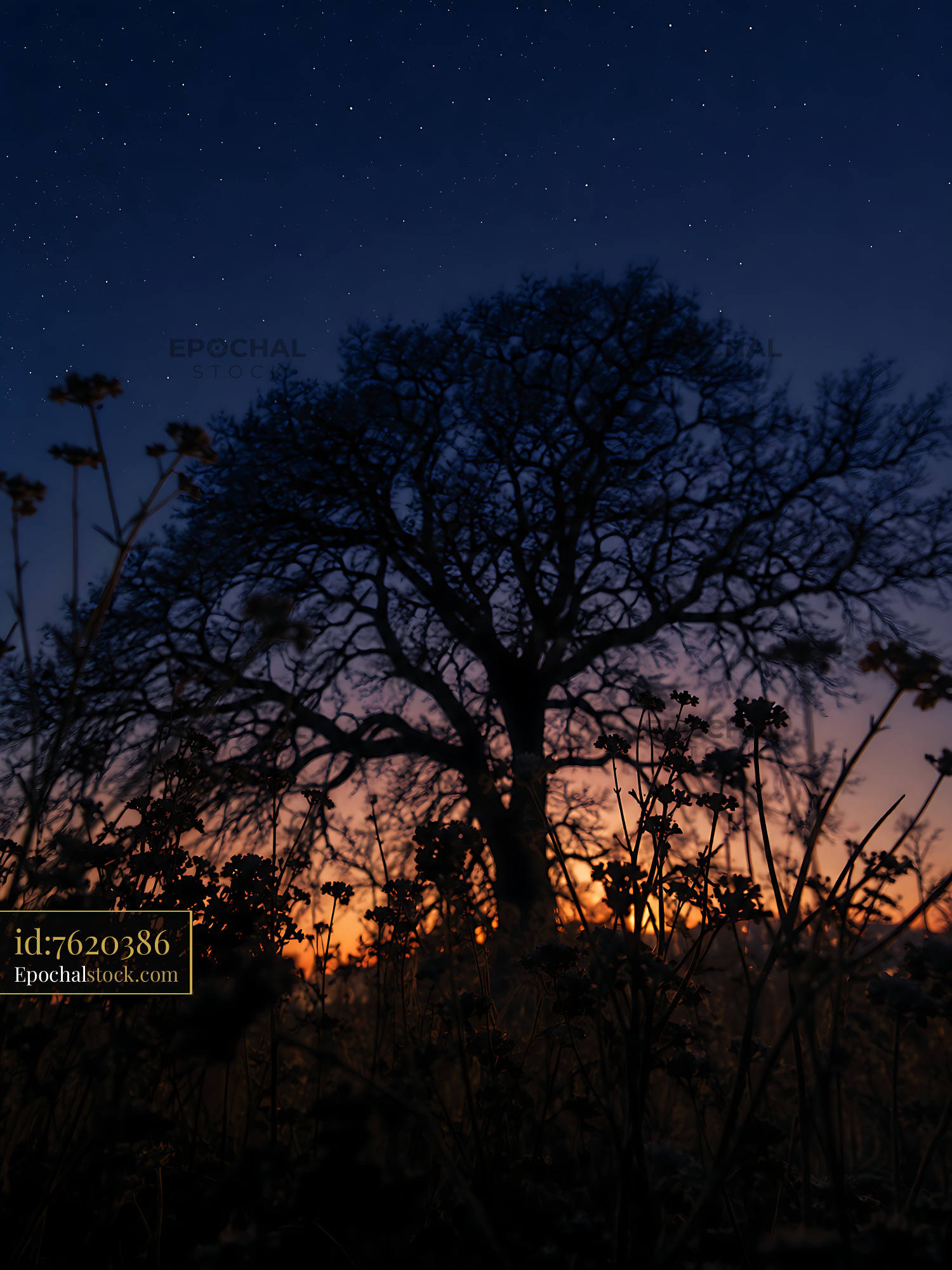 Tree Stands Tall Under Night Sky Filled With Stars and Twilight Glow - stock photo