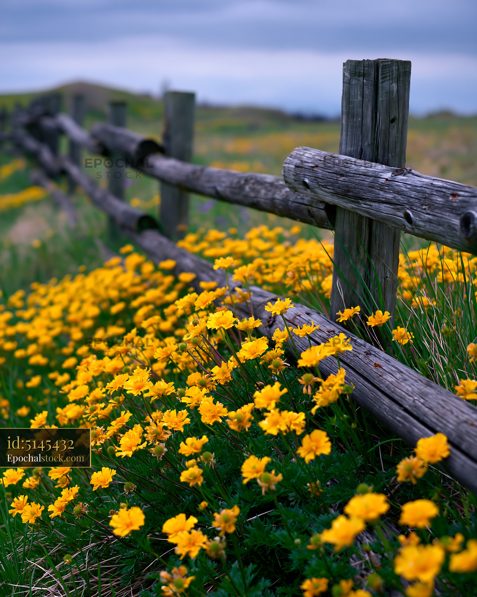 Watermarked full-resolution preview of Fence alongside field of yellow flowers in rural area