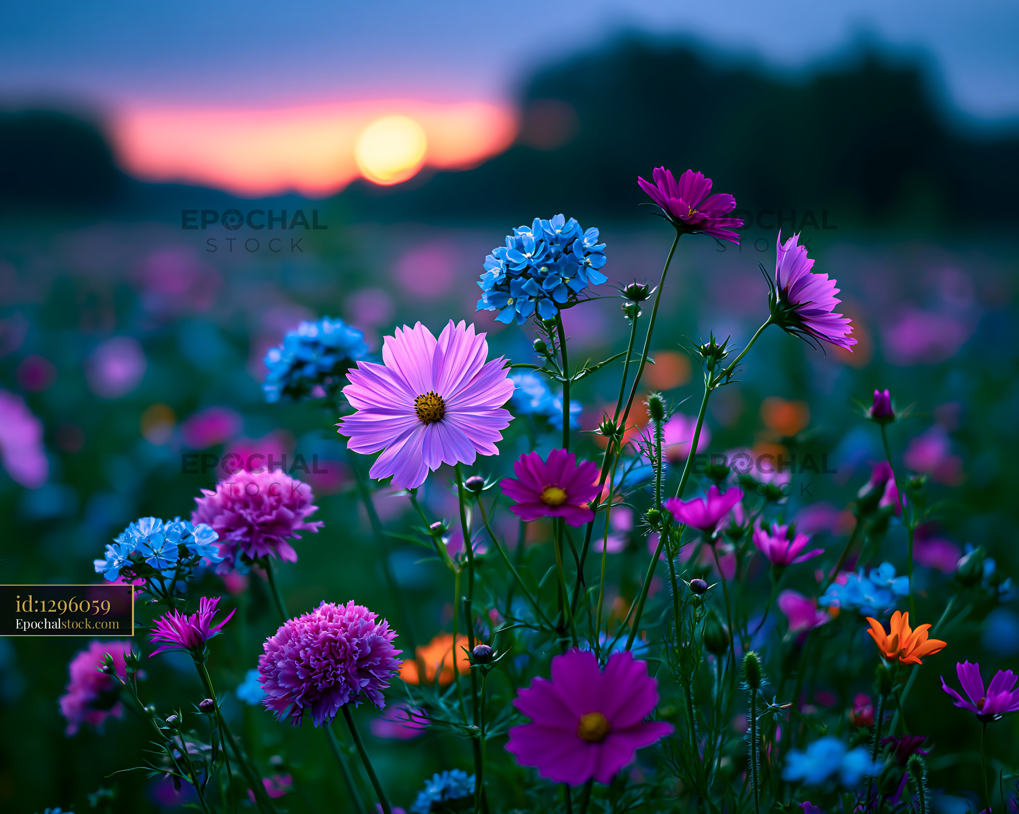 Watermarked full-resolution preview of Colorful wildflowers bloom at sunset in a garden