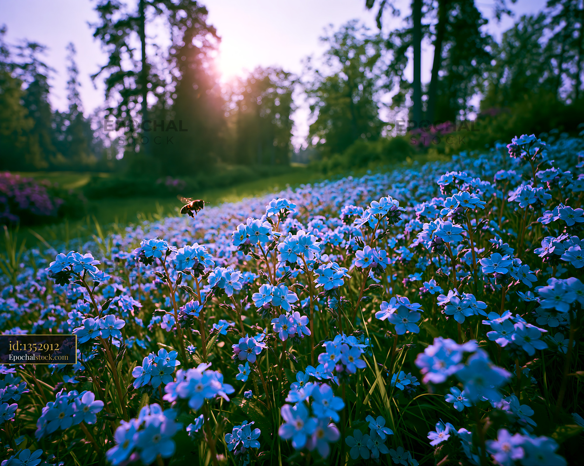 Forget-me-not Flowers Blooming in a Forest Meadow at Sunrise - stock photo