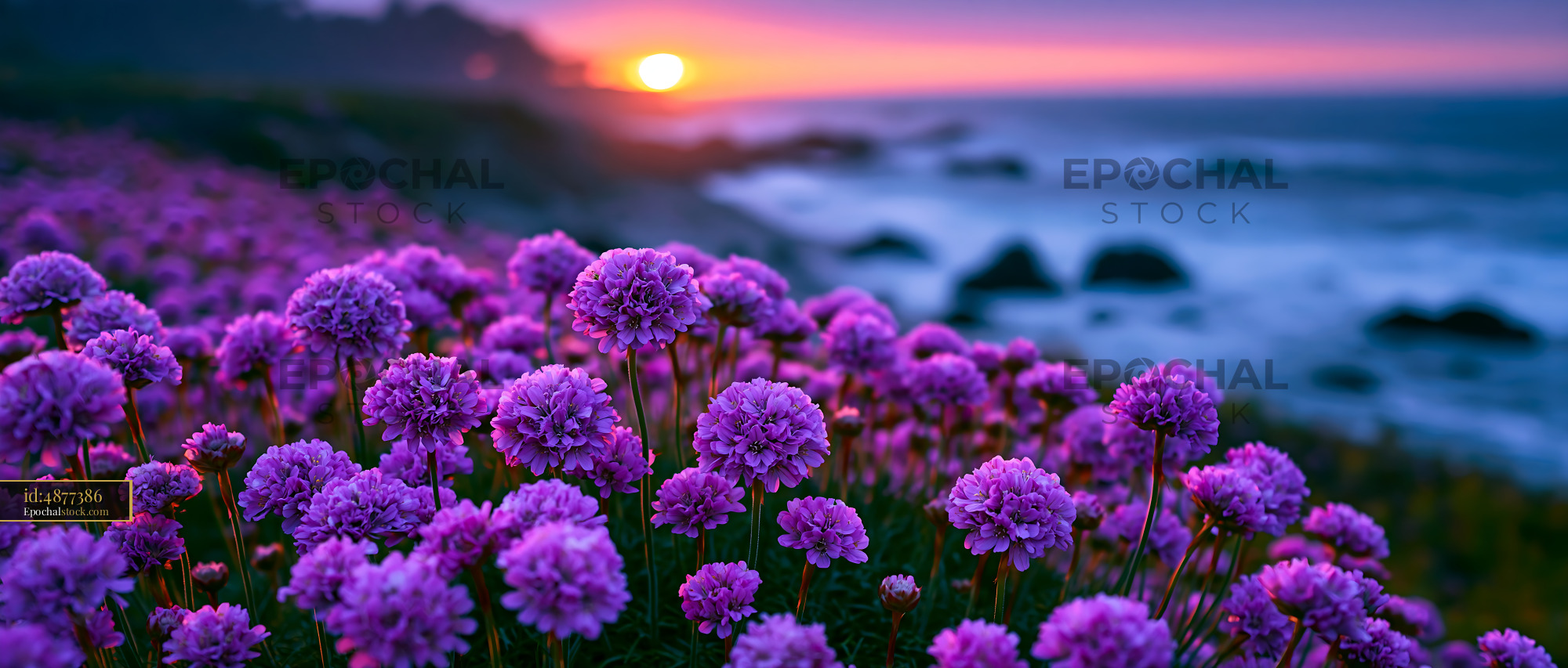 Flowers Bloom by the Ocean as the Sun Sets in the Background - stock photo