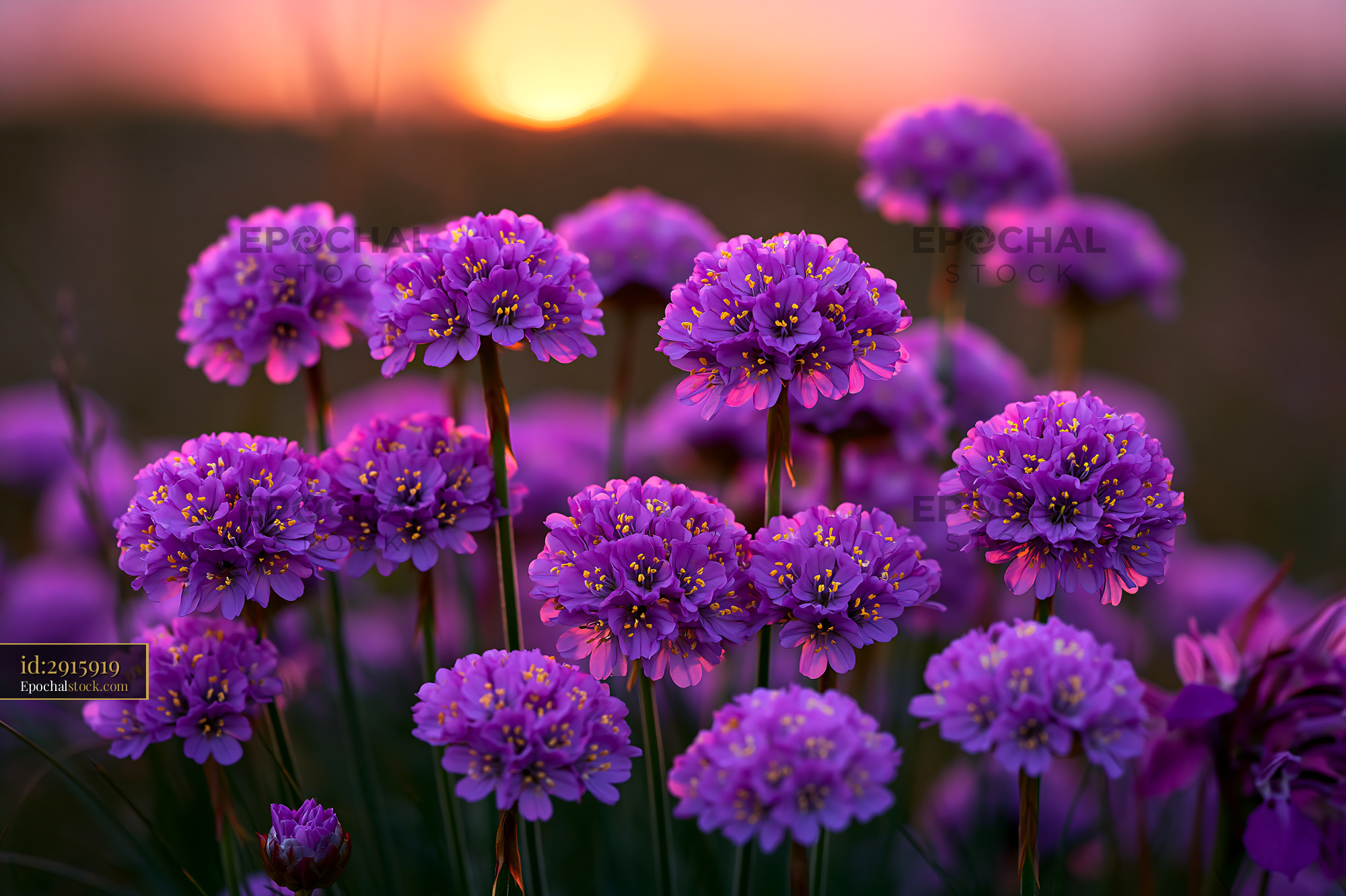 Watermarked full-resolution preview of Purple flowers bloom during sunset