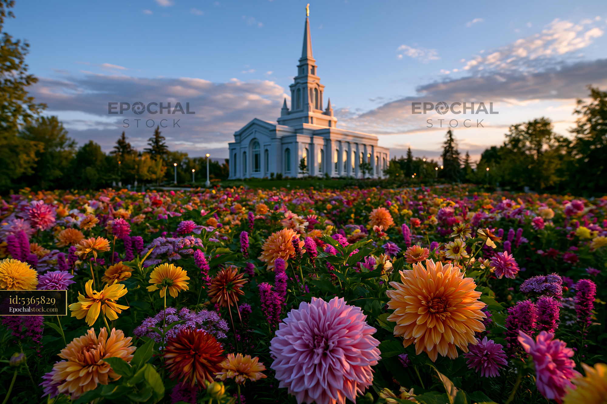 Watermarked full-resolution preview of Flowers in bloom near a church with a tall spire during sunset