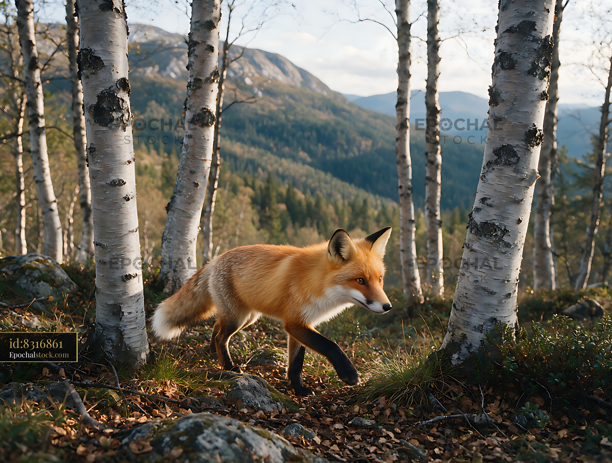 Watermarked full-resolution preview of Red fox in birch woodland overlooking mountain landscape