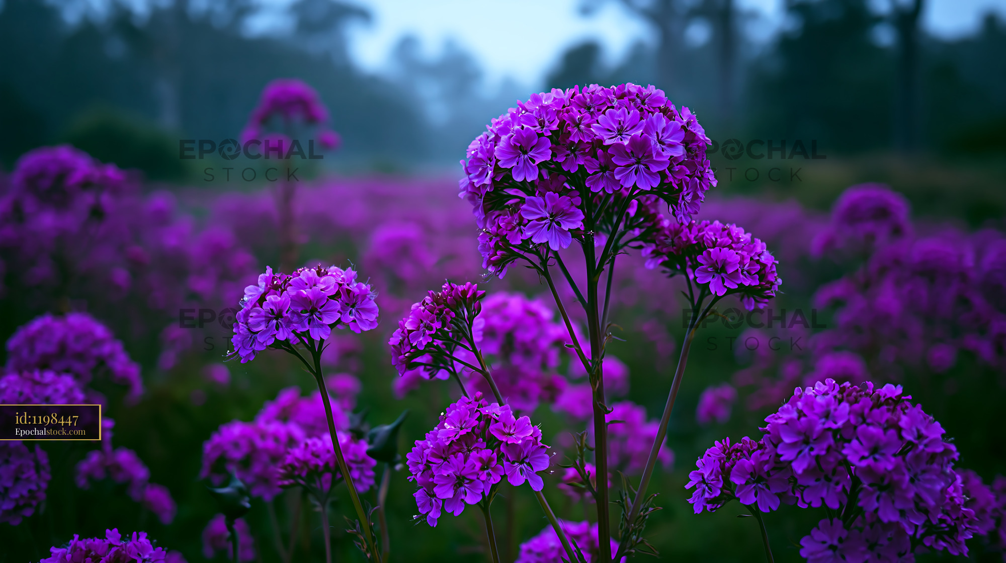 Watermarked full-resolution preview of Purple flowers bloom in a field during early morning