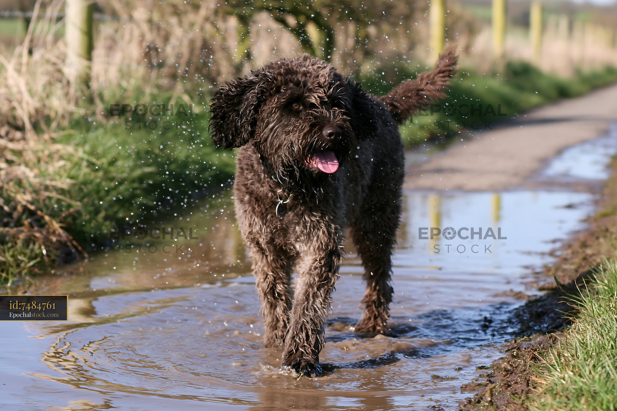 Rare dog breed walking on a rural road through puddles - stock photo