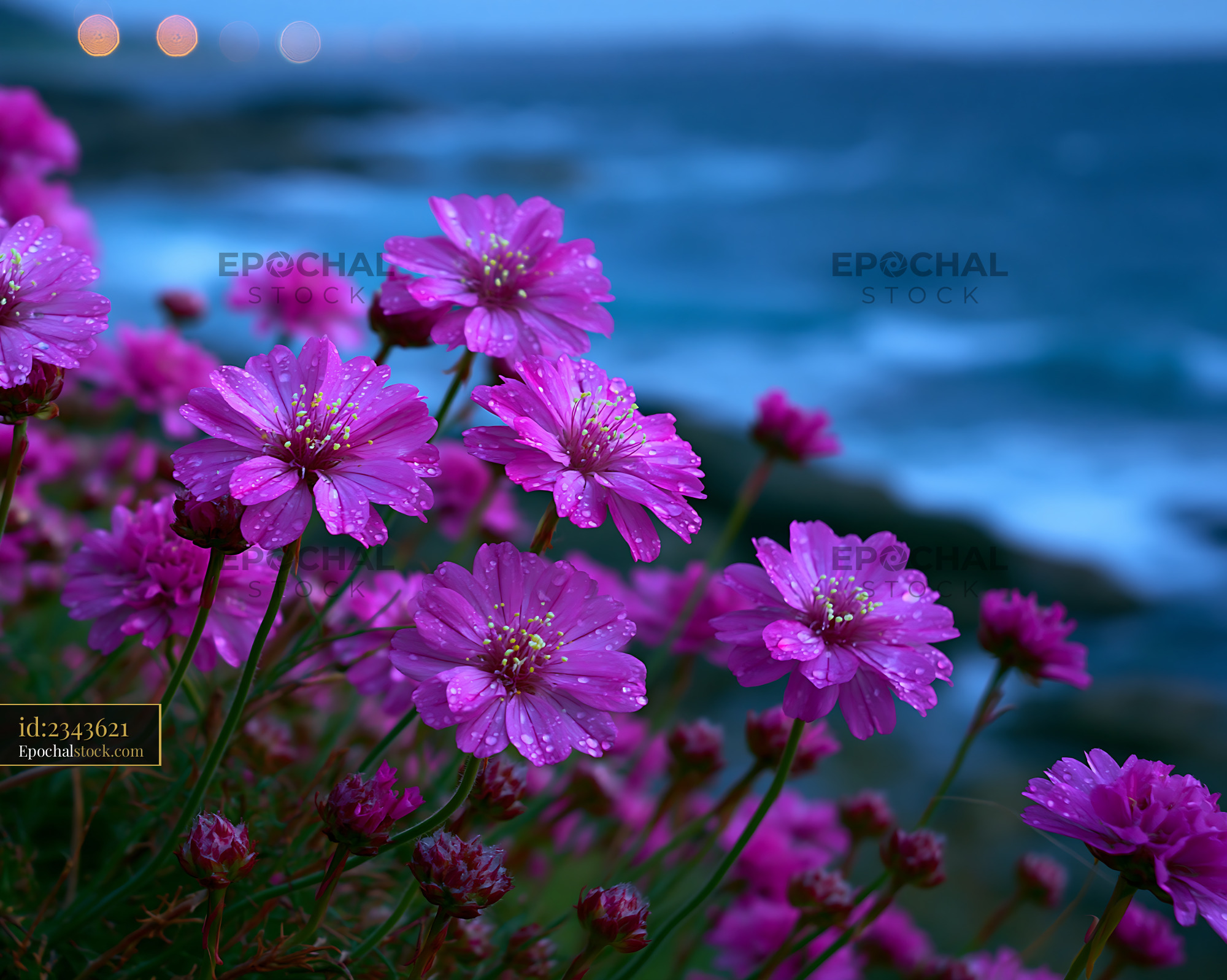 Watermarked full-resolution preview of Vibrant pink flowers by the ocean during twilight
