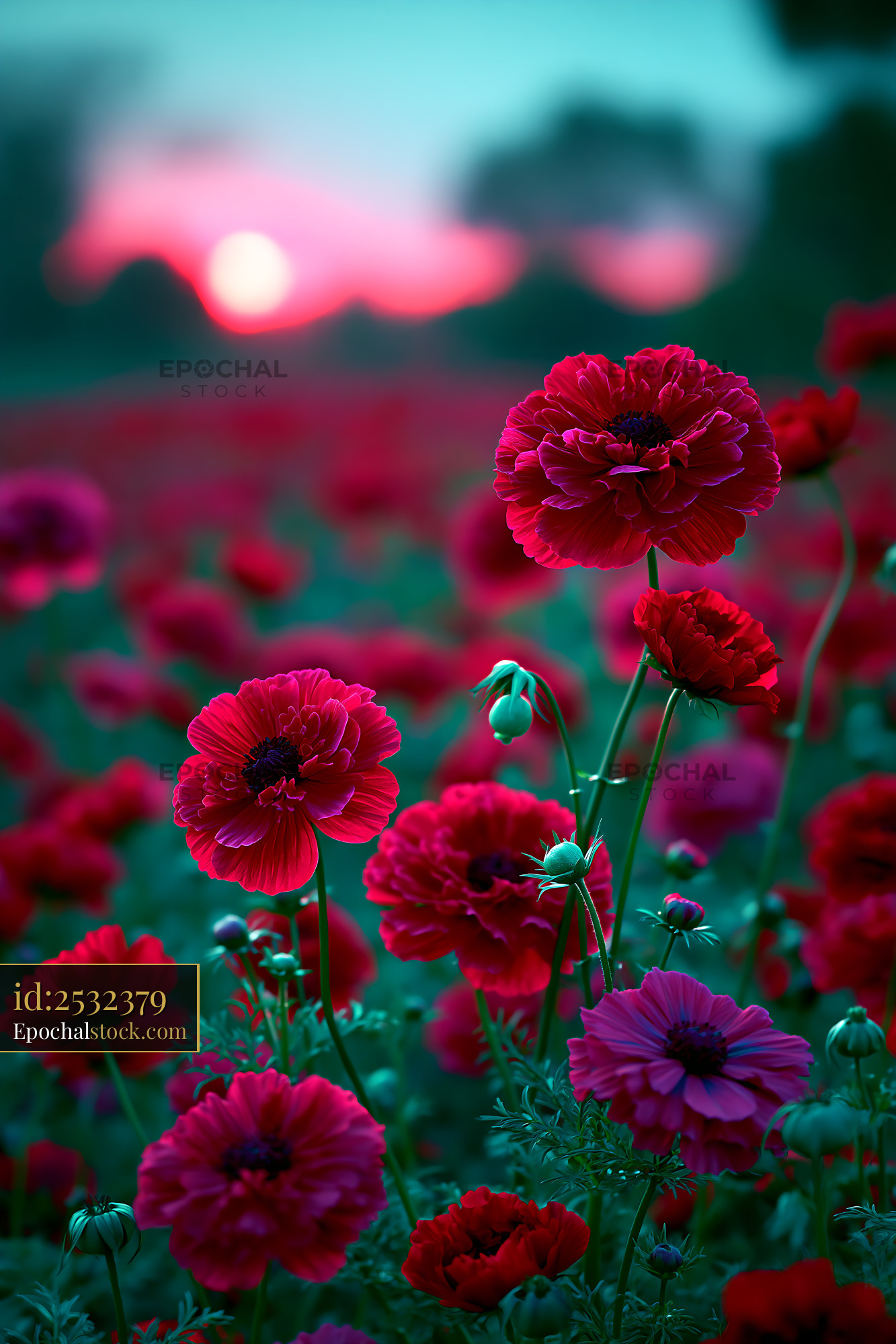 Watermarked full-resolution preview of Bright red flowers in a field during sunset
