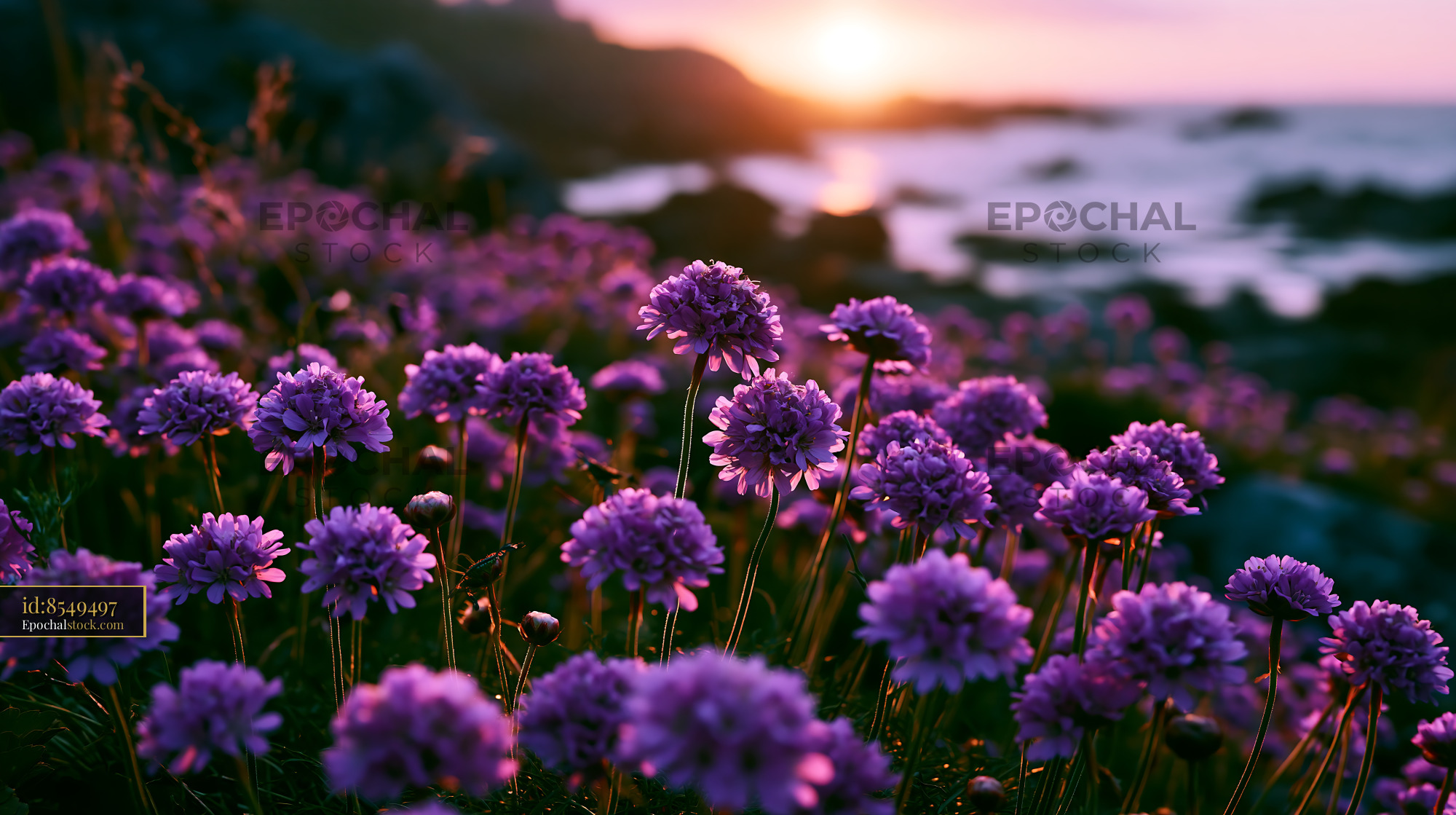 Watermarked full-resolution preview of Purple flowers bloom by the ocean at sunset