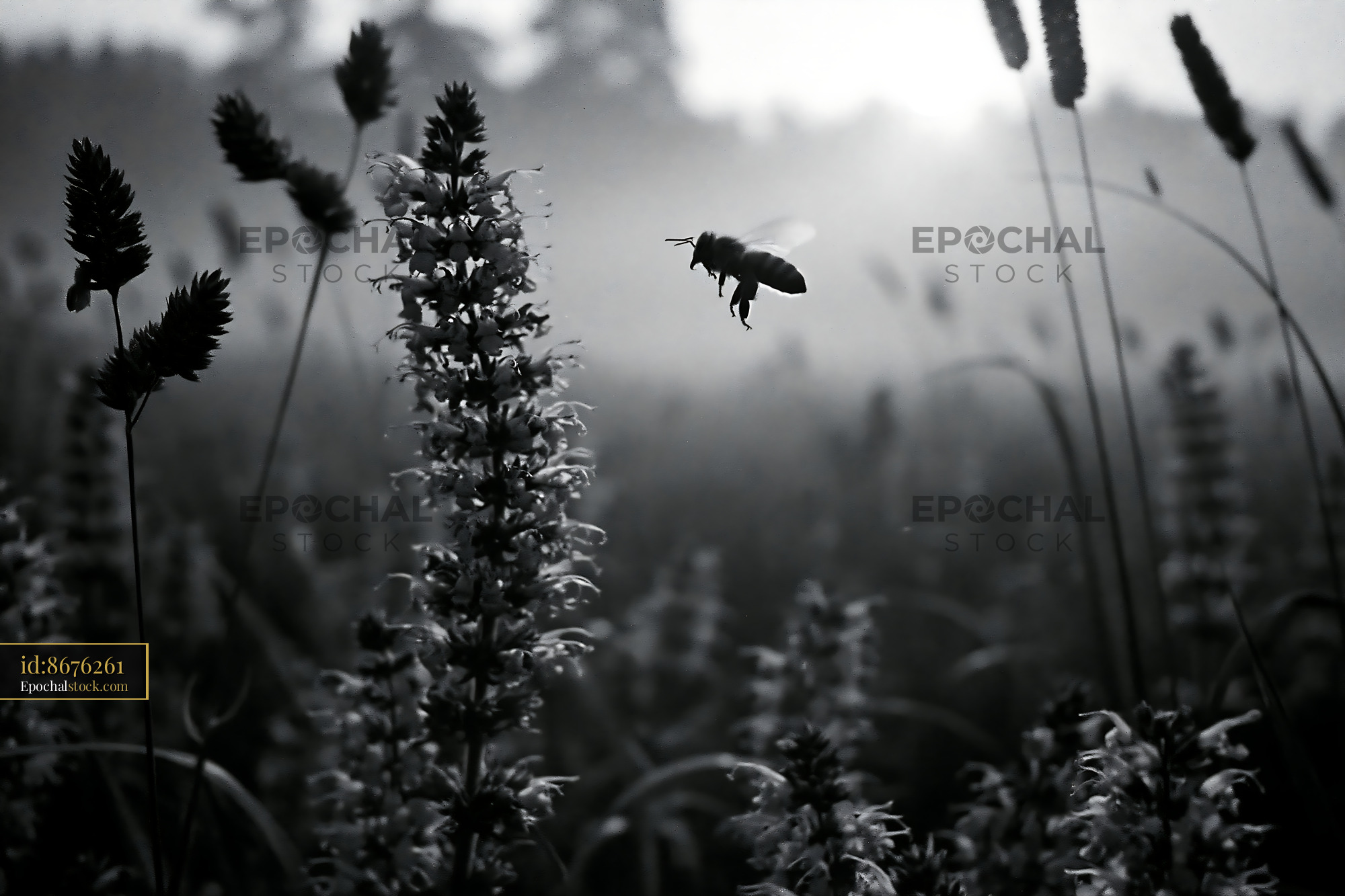 Watermarked full-resolution preview of Bee hovering over flowers in a foggy meadow
