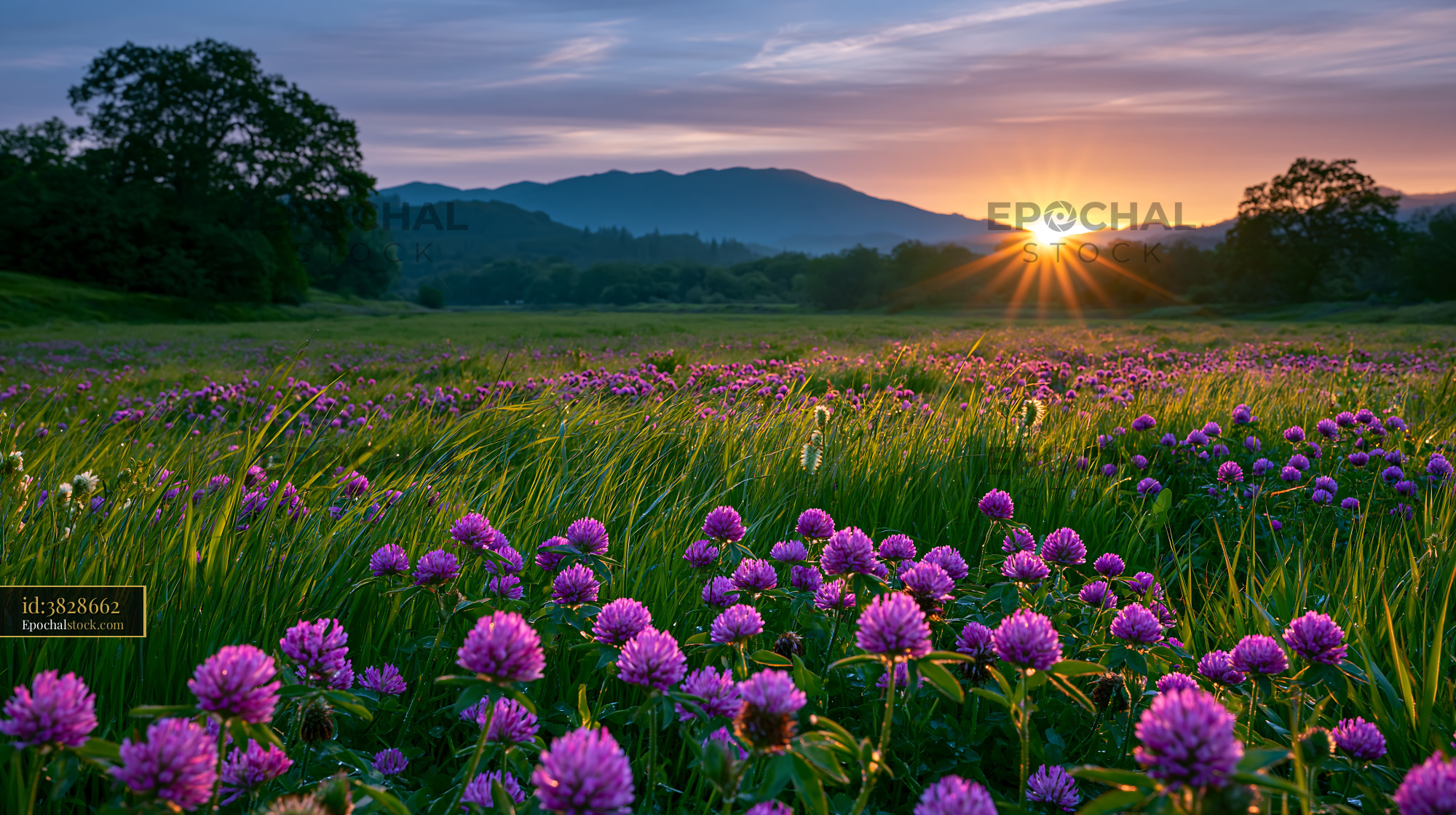 Watermarked full-resolution preview of Bright sunrise over a field of purple flowers and green grass