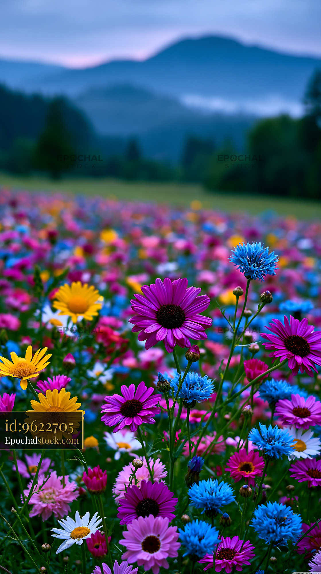 Watermarked full-resolution preview of Colorful flower field under blue sky at sunset