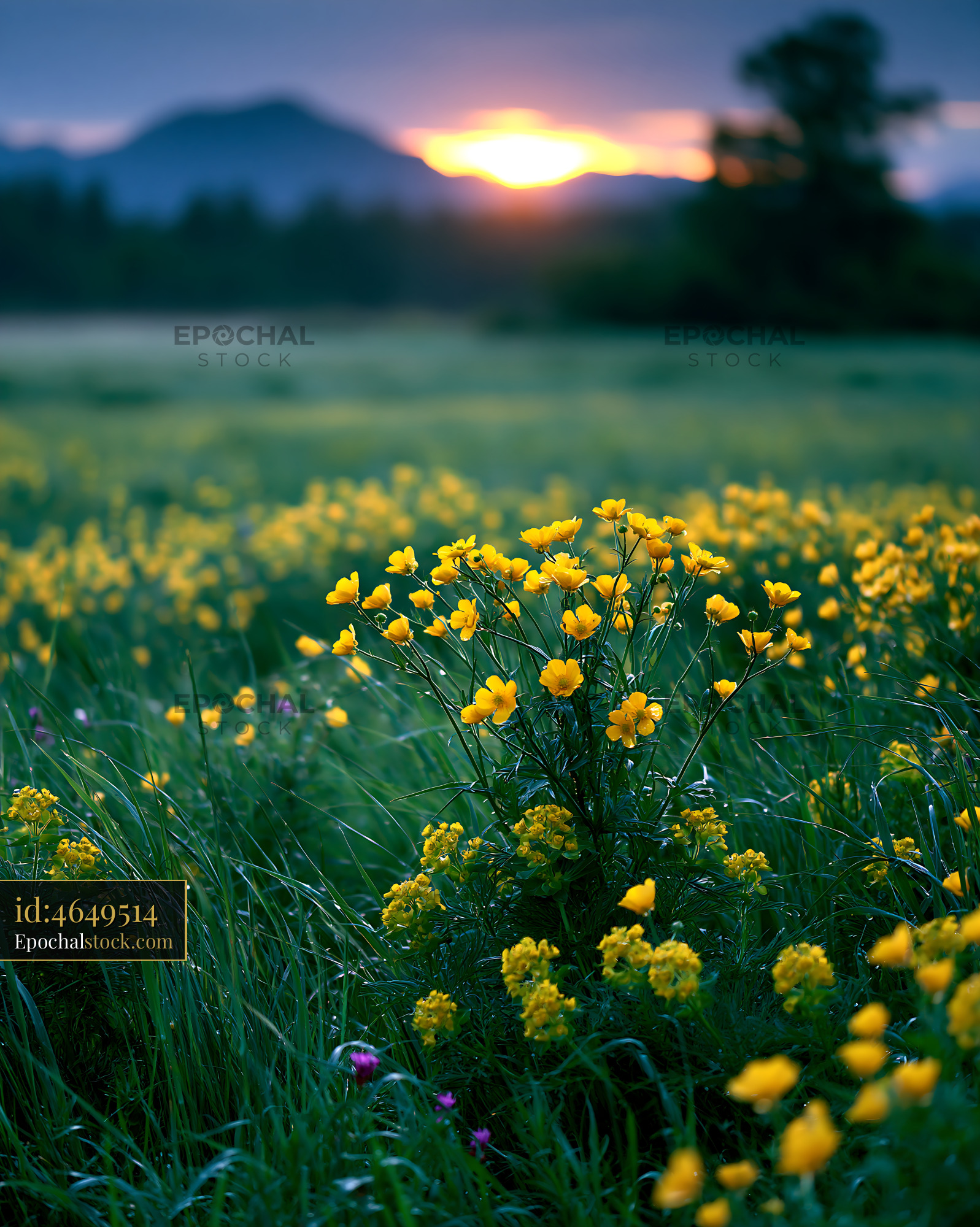 Watermarked full-resolution preview of Yellow flowers bloom in an open field at sunset