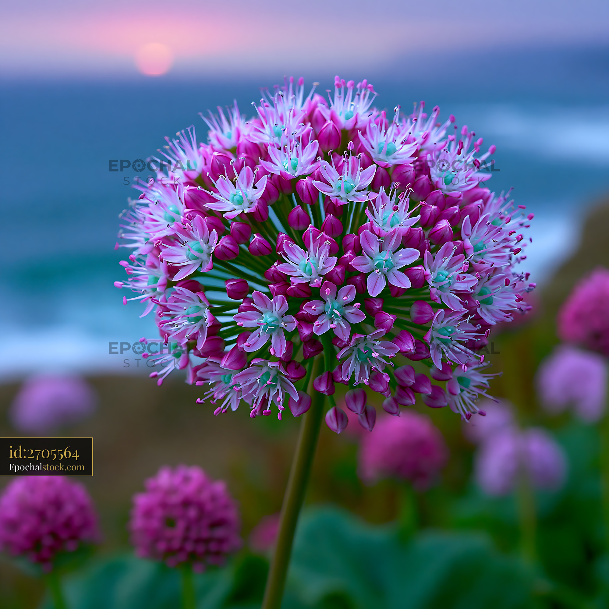 Watermarked full-resolution preview of Vibrant purple flowers bloom by the ocean at sunset