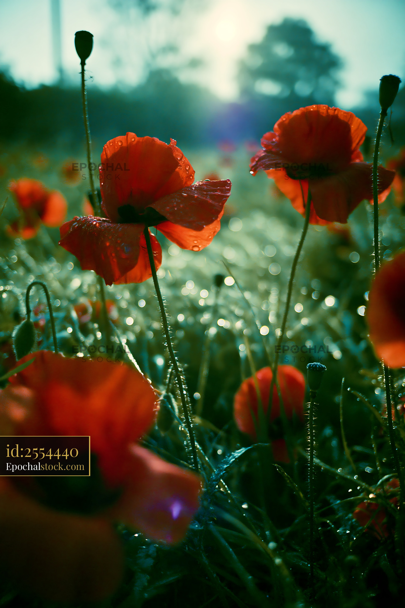 Watermarked full-resolution preview of Poppies with morning dew in a field at sunrise